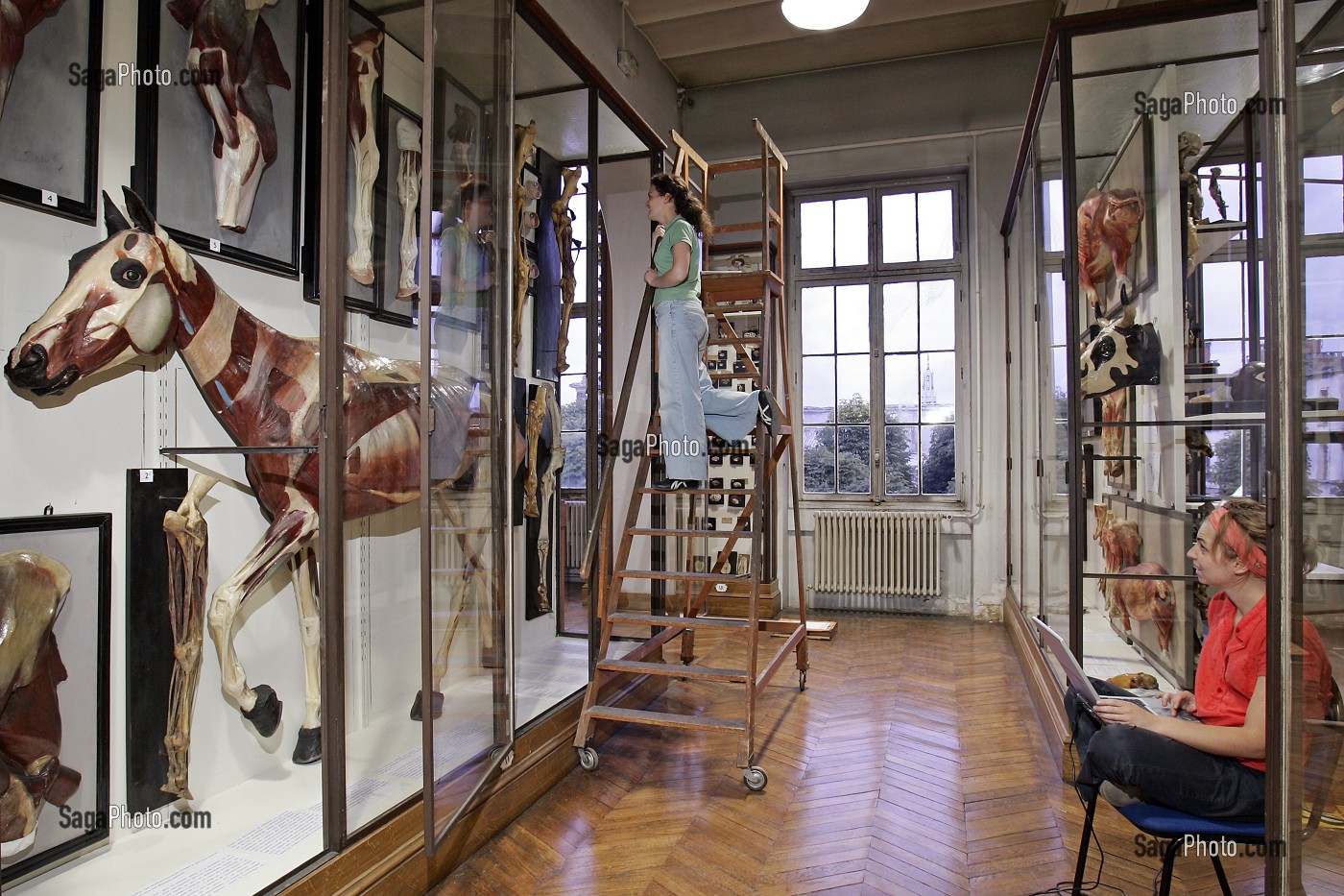 SCENE D'INVENTAIRE AU MUSEE, UNE FOIS PAR SIECLE, TOUTES LES PIECES SONT REPERTORIEES, MUSEE FRAGONARD, ECOLE NATIONALE VETERINAIRE D'ALFORT, MAISONS-ALFORT, VAL-DE-MARNE (94), FRANCE 