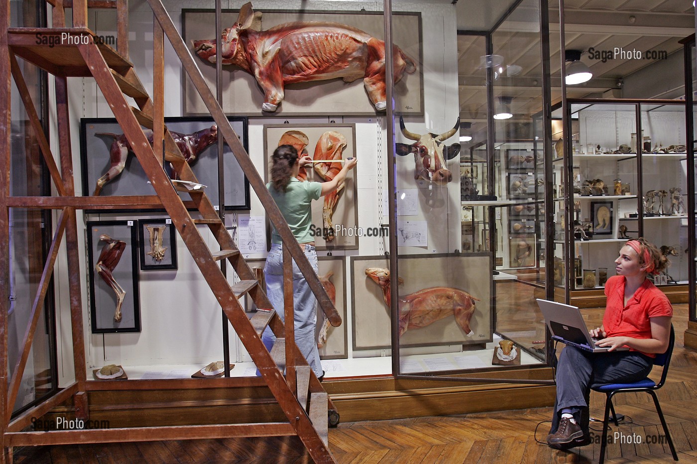 SCENE D'INVENTAIRE AU MUSEE, UNE FOIS PAR SIECLE, TOUTES LES PIECES SONT REPERTORIEES, MUSEE FRAGONARD, ECOLE NATIONALE VETERINAIRE D'ALFORT, MAISONS-ALFORT, VAL-DE-MARNE (94), FRANCE 