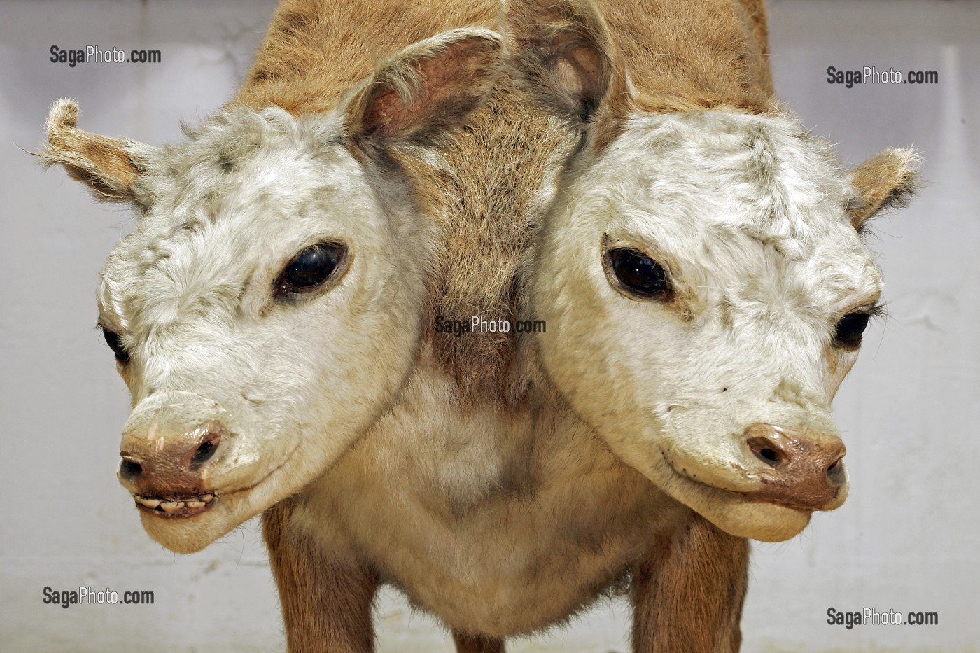 LE VEAU A DEUX TETES, MUSEE FRAGONARD, ECOLE NATIONALE VETERINAIRE D'ALFORT, MAISONS-ALFORT, VAL-DE-MARNE (94), FRANCE 