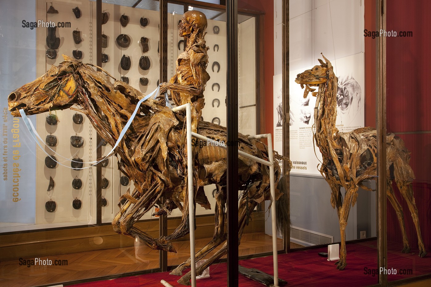 LE CAVALIER DE L'APOCALYPSE SUR SON CHEVAL ET LE LAMA, VITRINE DES ECORCHES DE HONORE FRAGONARD, FIN XVIII EME, MUSEE FRAGONARD, ECOLE NATIONALE VETERINAIRE D’ALFORT, MAISONS-ALFORT, VAL-DE-MARNE (94), FRANCE 