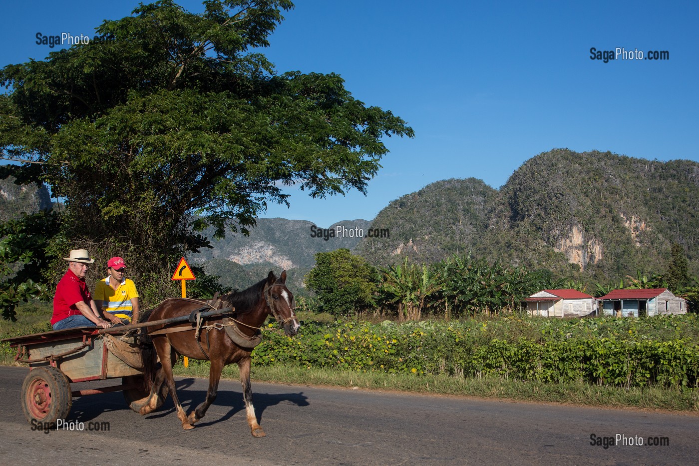PAYSANS SE RENDANT EN VILLE DANS UNE CHARRETTE TIREE PAR UN CHEVAL, PAYSAGE DE MOGOTES (BUTTES MONTAGNEUSES CALCAIRES), VALLEE DE VINALES, CLASSEE AU PATRIMOINE MONDIAL DE L’HUMANITE PAR L’UNESCO, CUBA, CARAIBES 