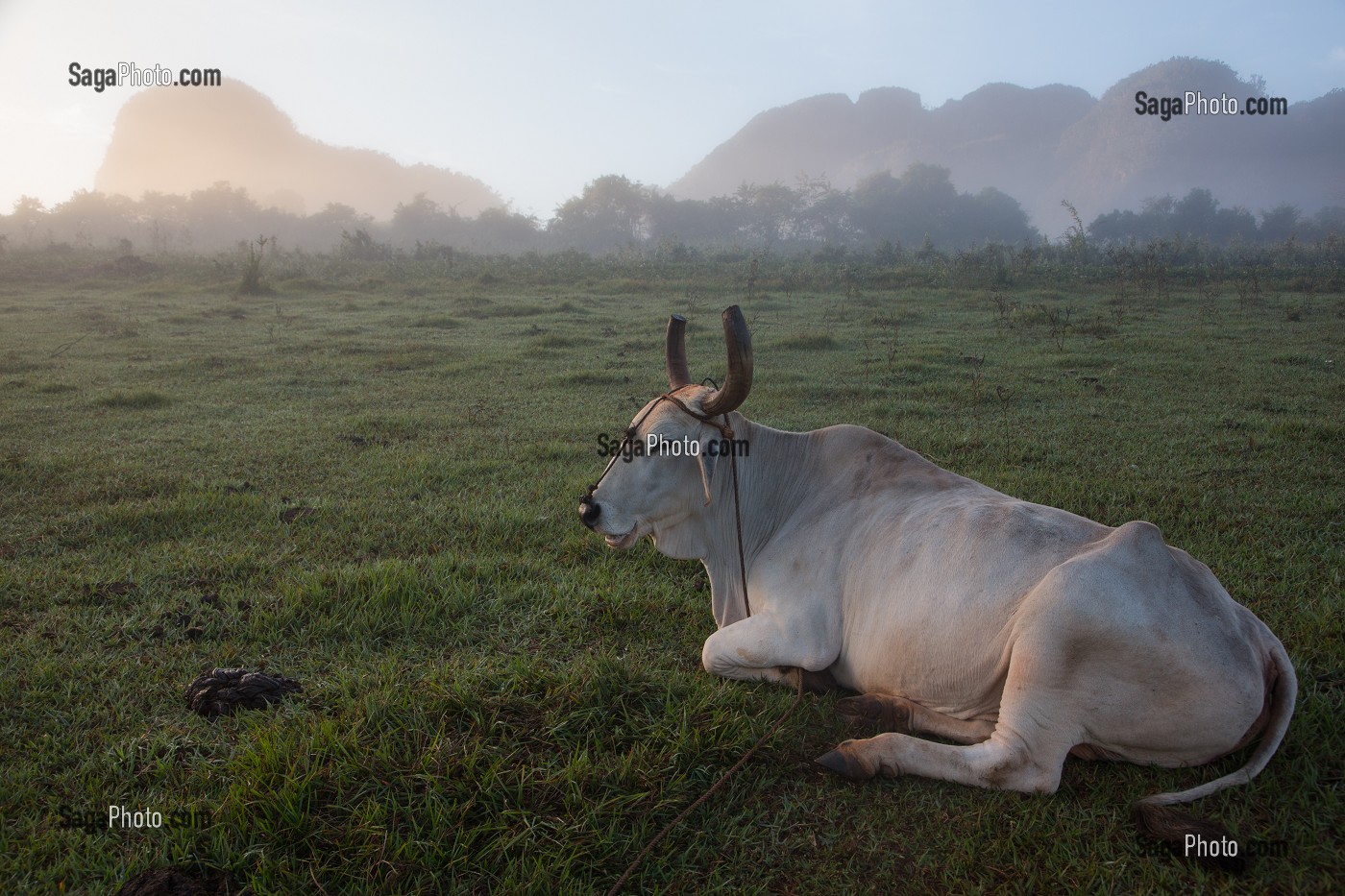 VACHE CUBAINE COUCHEE DANS UN PRE AU PETIT MATIN, PAYSAGE AGRICOLE AU PIED DES MOGOTES (BUTTES MONTAGNEUSES CALCAIRES), VALLEE DE VINALES, CLASSEE AU PATRIMOINE MONDIAL DE L’HUMANITE PAR L’UNESCO, CUBA, CARAIBES 
