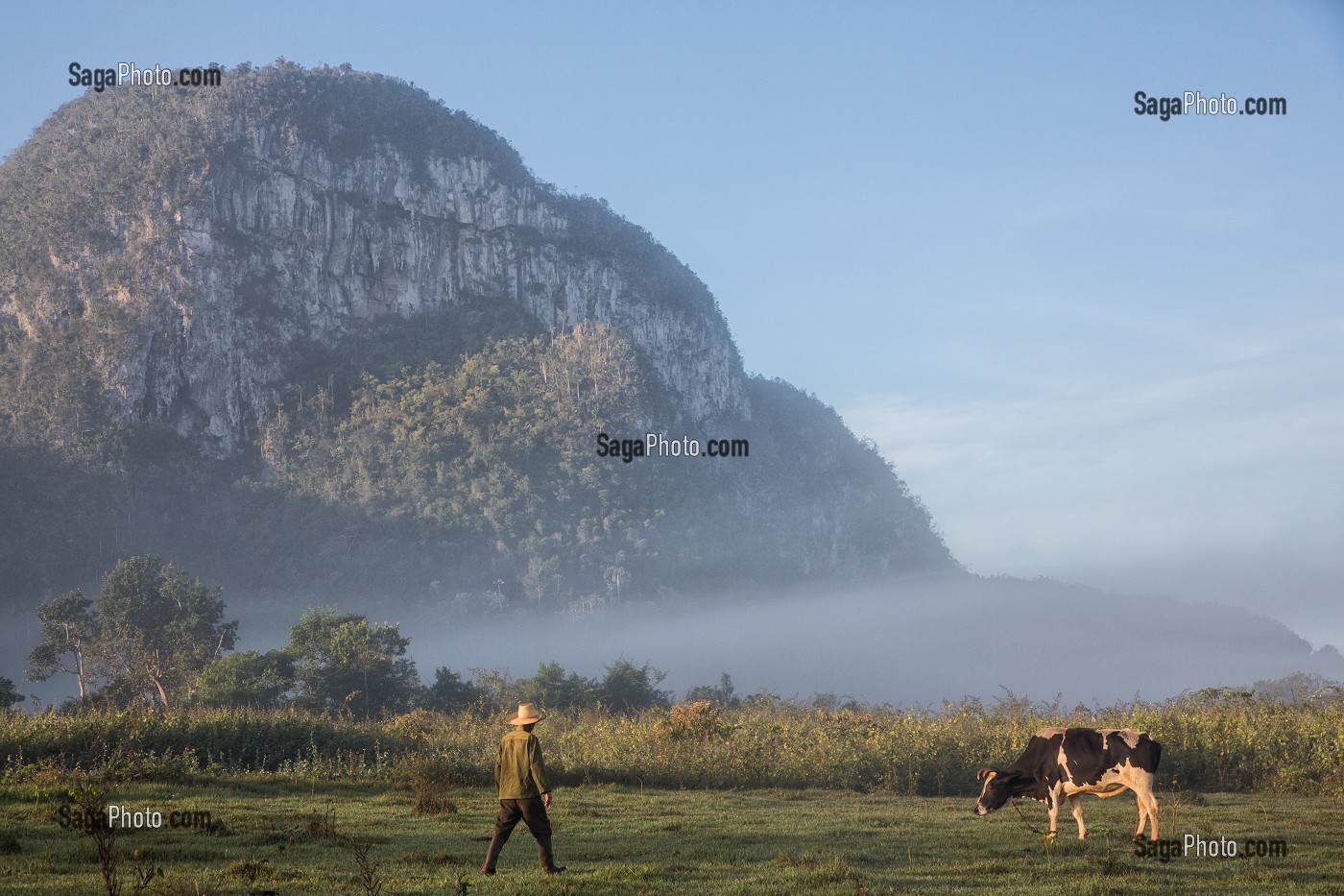 AGRICULTEUR ELEVEUR DE VACHES DANS LA BRUME DU MATIN, PAYSAGE AGRICOLE AU PIED DES MOGOTES (BUTTES MONTAGNEUSES CALCAIRES), VALLEE DE VINALES, CLASSEE AU PATRIMOINE MONDIAL DE L’HUMANITE PAR L’UNESCO, CUBA, CARAIBES 