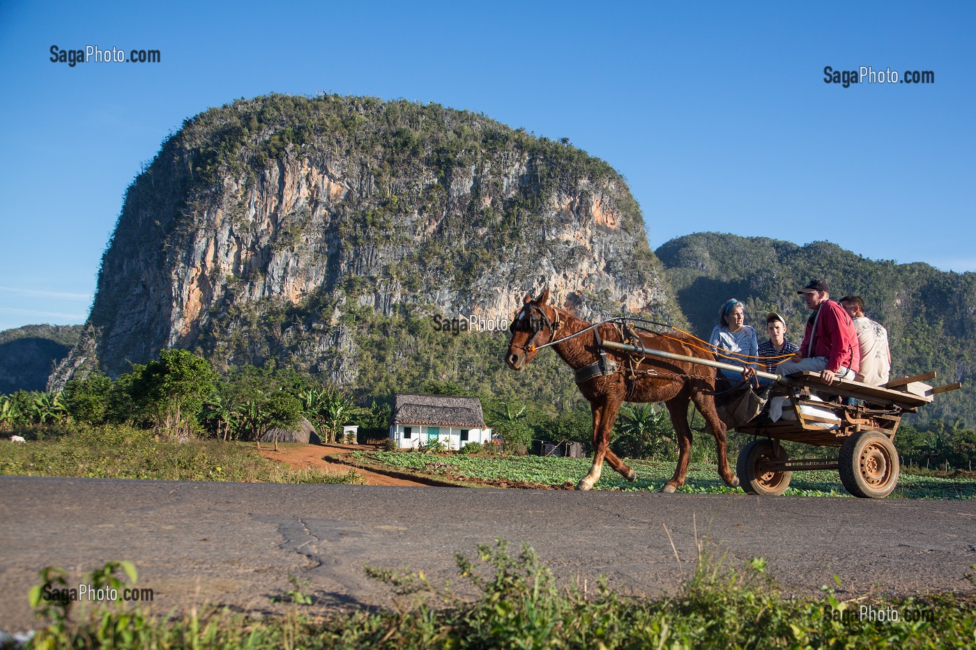 PAYSANS SE RENDANT EN VILLE DANS UNE CHARRETTE TIREE PAR UN CHEVAL, PAYSAGE DE MOGOTES (BUTTES MONTAGNEUSES CALCAIRES), VALLEE DE VINALES, CLASSEE AU PATRIMOINE MONDIAL DE L’HUMANITE PAR L’UNESCO, CUBA, CARAIBES 