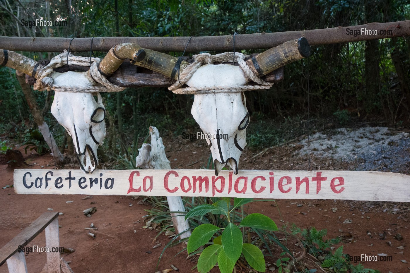 CRANES DE BOVINS POUR ACCUEILLIR LES CLIENTS DE LA CAFETERIA LA COMPLACIENTE, VALLEE DE VINALES, CLASSEE AU PATRIMOINE MONDIAL DE L’HUMANITE PAR L’UNESCO, CUBA, CARAIBES 