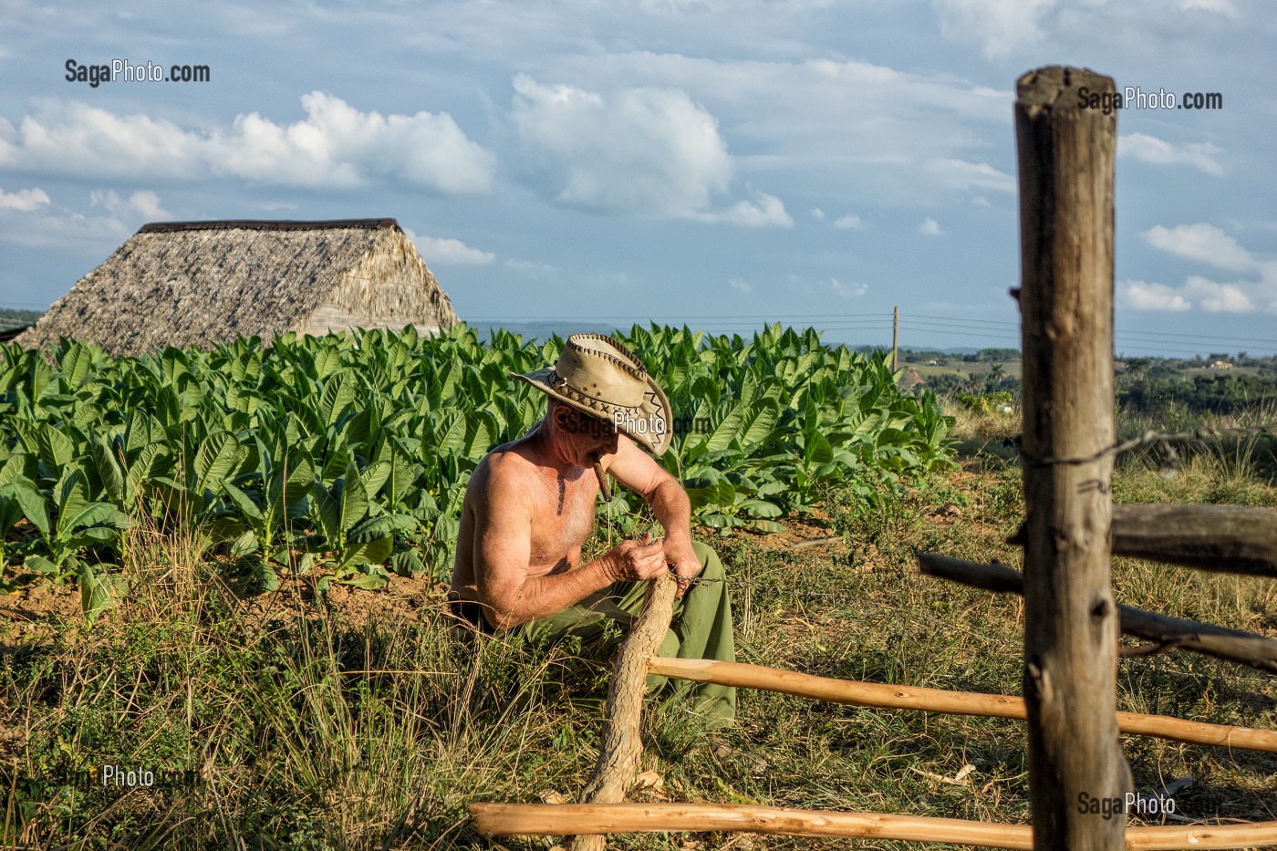 CUBAIN DANS SA PLANTATION, PRODUCTEUR DE TABAC POUR LA FABRICATION DES CIGARES COHIBA CUBAINS (PURO), VALLEE DE VINALES, CLASSEE AU PATRIMOINE MONDIAL DE L’HUMANITE PAR L’UNESCO, CUBA, CARAIBES 
