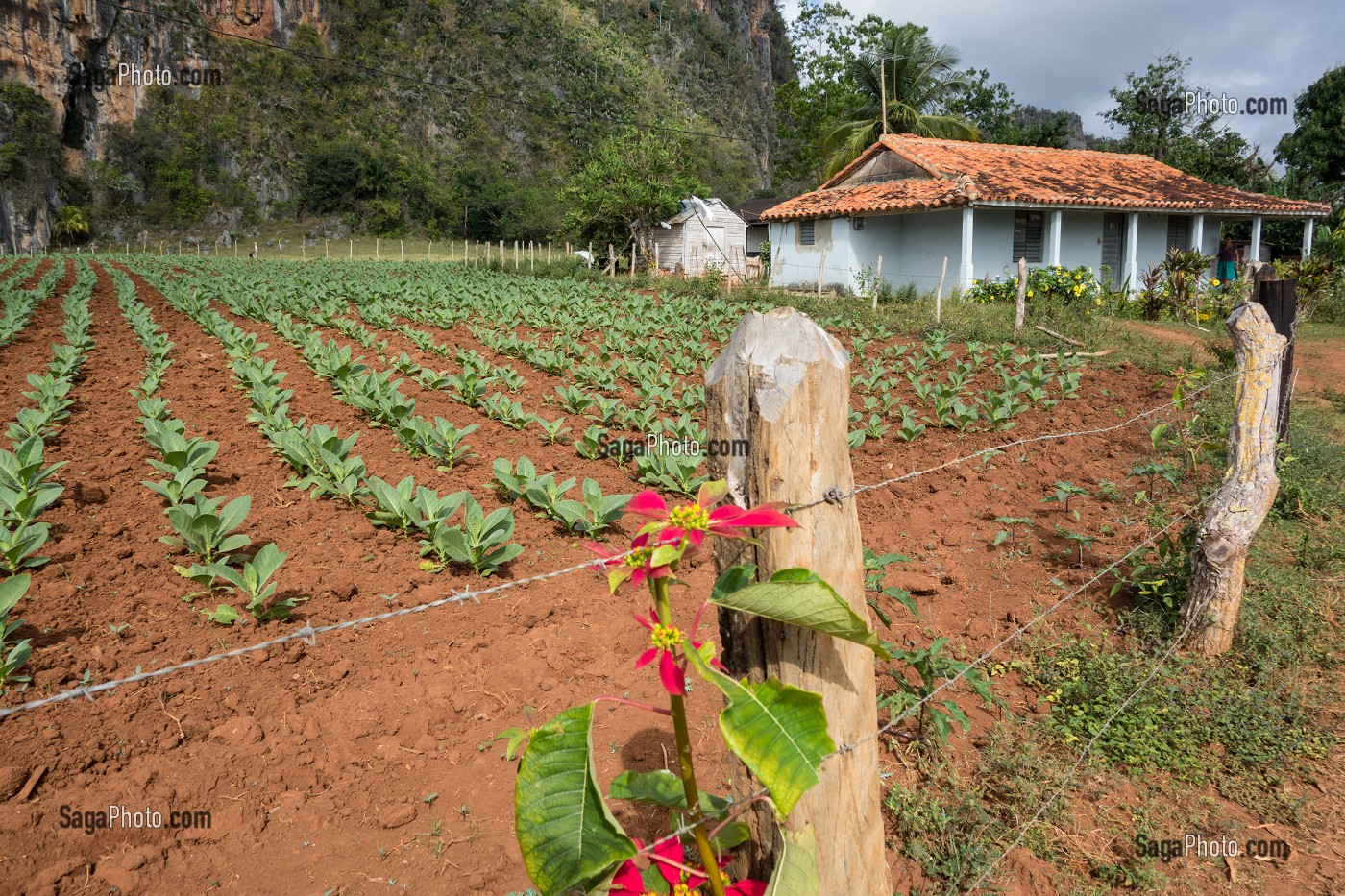 PLANTATION DE TABAC POUR LA FABRICATION DU CIGARE COHIBA CUBAIN (PURO) AU PIED DES MOGOTES (BUTTES MONTAGNEUSES CALCAIRES), VALLEE DE VINALES, CLASSEE AU PATRIMOINE MONDIAL DE L’HUMANITE PAR L’UNESCO, CUBA, CARAIBES 