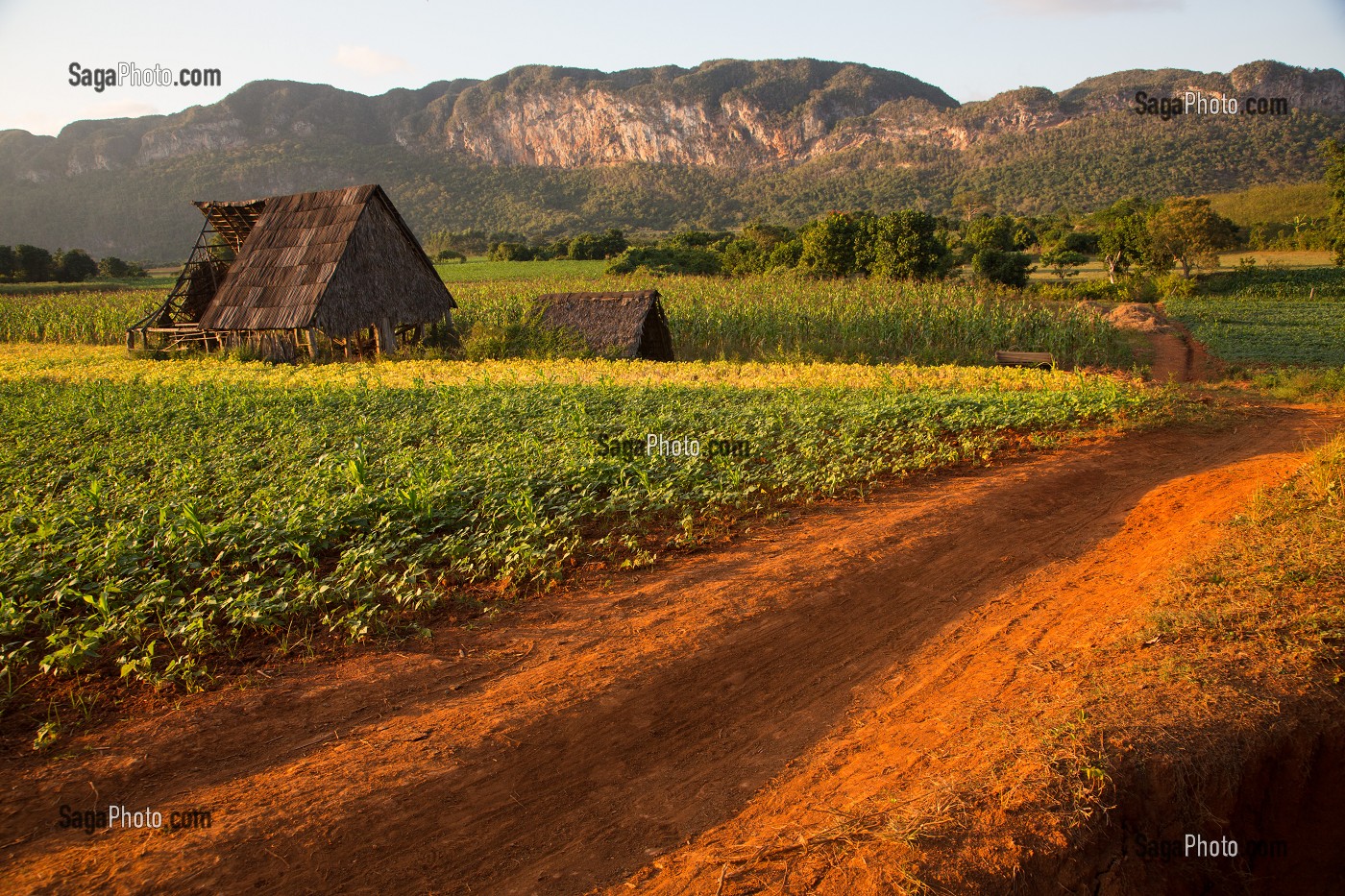 CABANE DE SECHAGE DE TABAC AU MILIEU DES CULTURES DE HARICOTS ET CANNE A SUCRE, PAYSAGE AGRICOLE AU PIED DES MOGOTES (BUTTES MONTAGNEUSES CALCAIRES), VALLEE DE VINALES, CLASSEE AU PATRIMOINE MONDIAL DE L’HUMANITE PAR L’UNESCO, CUBA, CARAIBES 