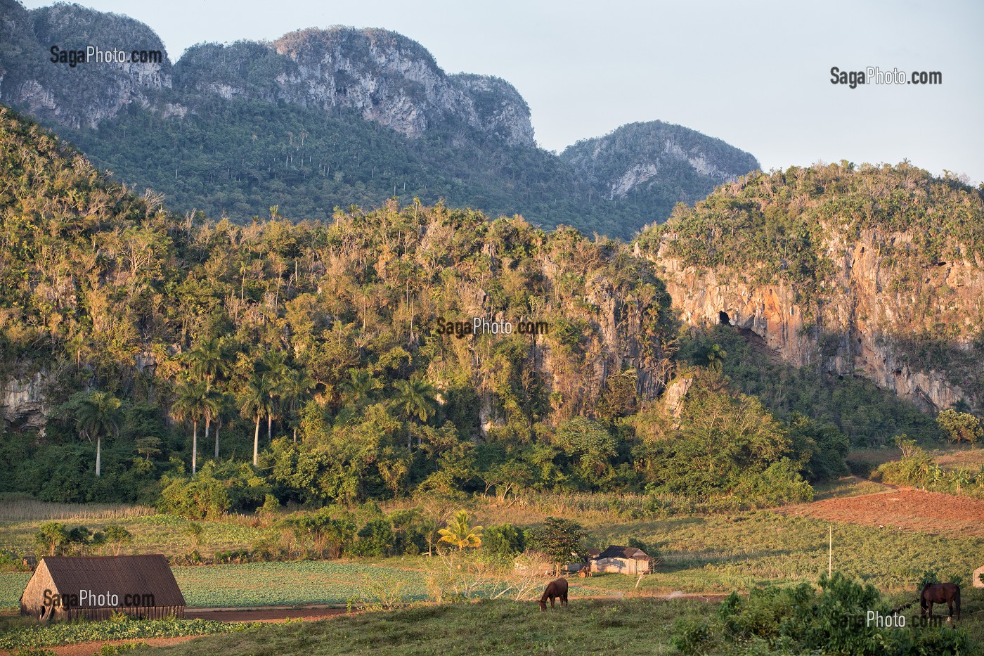 CABANE DE SECHAGE DE TABAC AU MILIEU DE LA PLANTATION, PAYSAGE AGRICOLE AU PIED DES MOGOTES, VALLEE DE VINALES, CLASSEE AU PATRIMOINE MONDIAL DE L’HUMANITE PAR L’UNESCO, CUBA, CARAIBES 