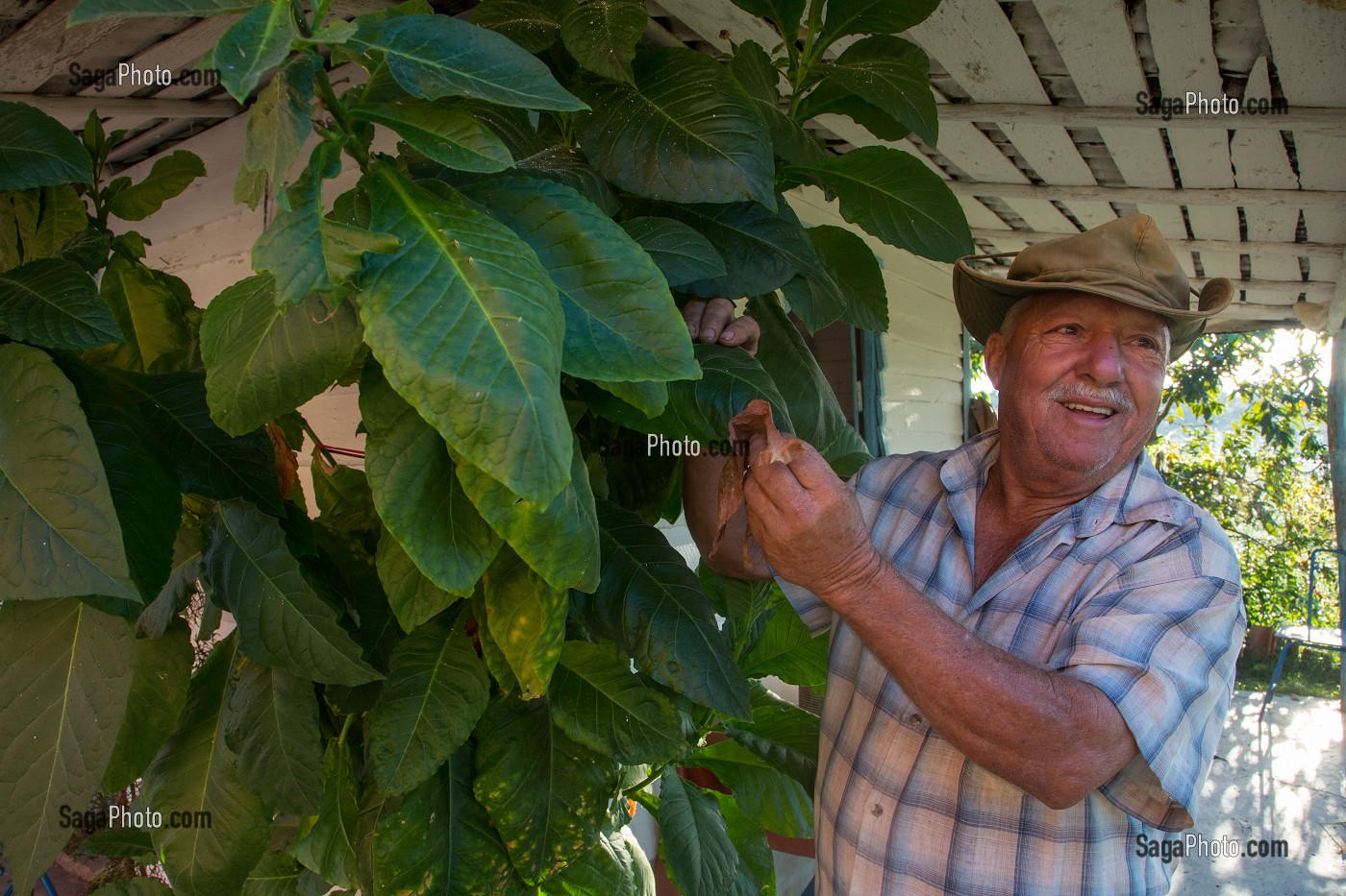 PRODUCTEUR DE TABAC DEVANT UN PLANT DE PLUSIEURS ANNEES, PRODUCTION DESTINEE A LA FABRICATION DU CIGARES COHIBA CUBAIN (PURO), VALLEE DE VINALES, CLASSEE AU PATRIMOINE MONDIAL DE L’HUMANITE PAR L’UNESCO, CUBA, CARAIBES 