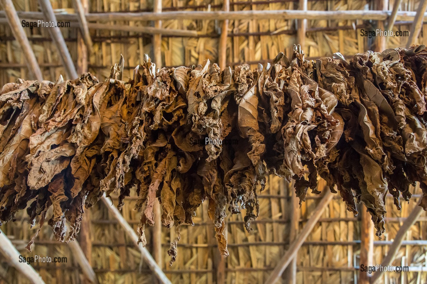 SECHAGE DES FEUILLES DE TABAC A L'INTERIEUR DE LA CABANE (SECHOIR), PRODUCTION DESTINEE A LA FABRICATION DU CIGARES COHIBA CUBAIN (PURO), VALLEE DE VINALES, CLASSEE AU PATRIMOINE MONDIAL DE L’HUMANITE PAR L’UNESCO, CUBA, CARAIBES 