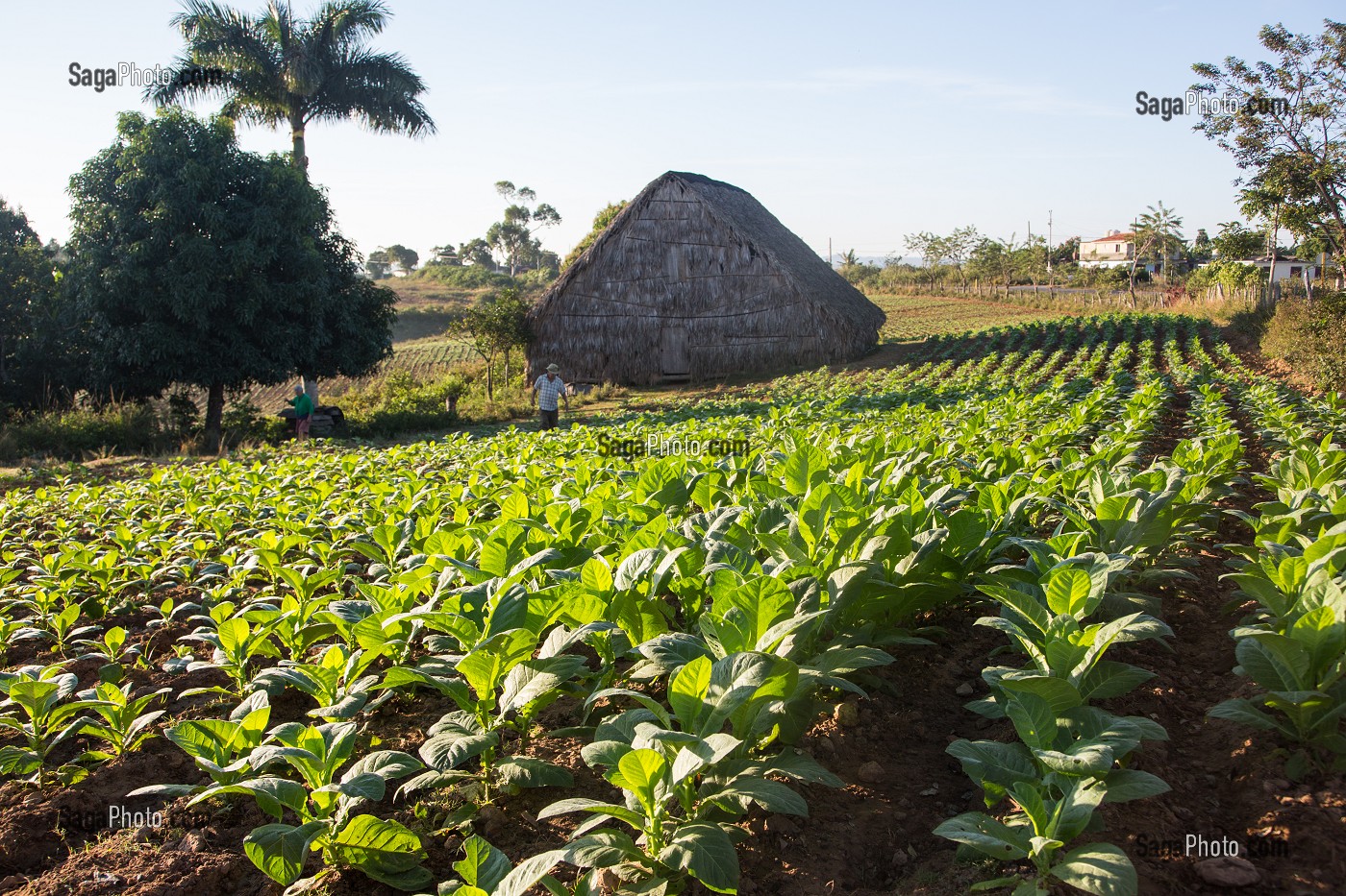 CABANE DE SECHAGE ET PLANTATION DE TABAC, PRODUCTION DESTINEE A LA FABRICATION DU CIGARES COHIBA CUBAIN (PURO), VALLEE DE VINALES, CLASSEE AU PATRIMOINE MONDIAL DE L’HUMANITE PAR L’UNESCO, CUBA, CARAIBES 