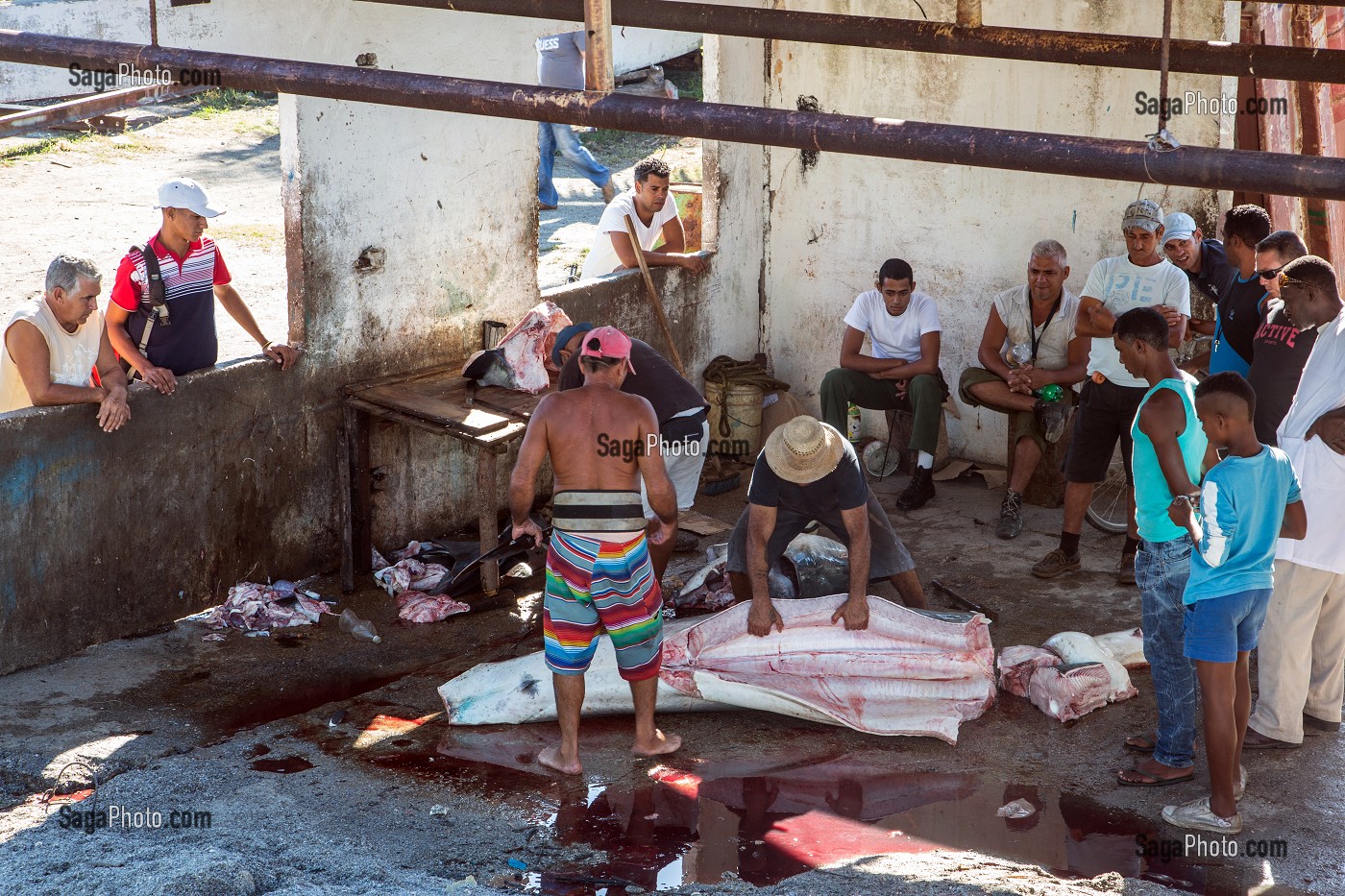 DECOUPE D'UN GROS REQUIN DANS LE PORT DE PECHE DE COJIMAR, PETIT VILLAGE DE PECHEURS A L'EST DE LA HAVANE OU ERNEST HEMINGWAY AIMAIT PARTIR A LA PECHE EN MER, SOURCE D'INSPIRATION DE SON LIVRE 'LE VIEL HOMME ET LA MER', CUBA, CARAIBES 