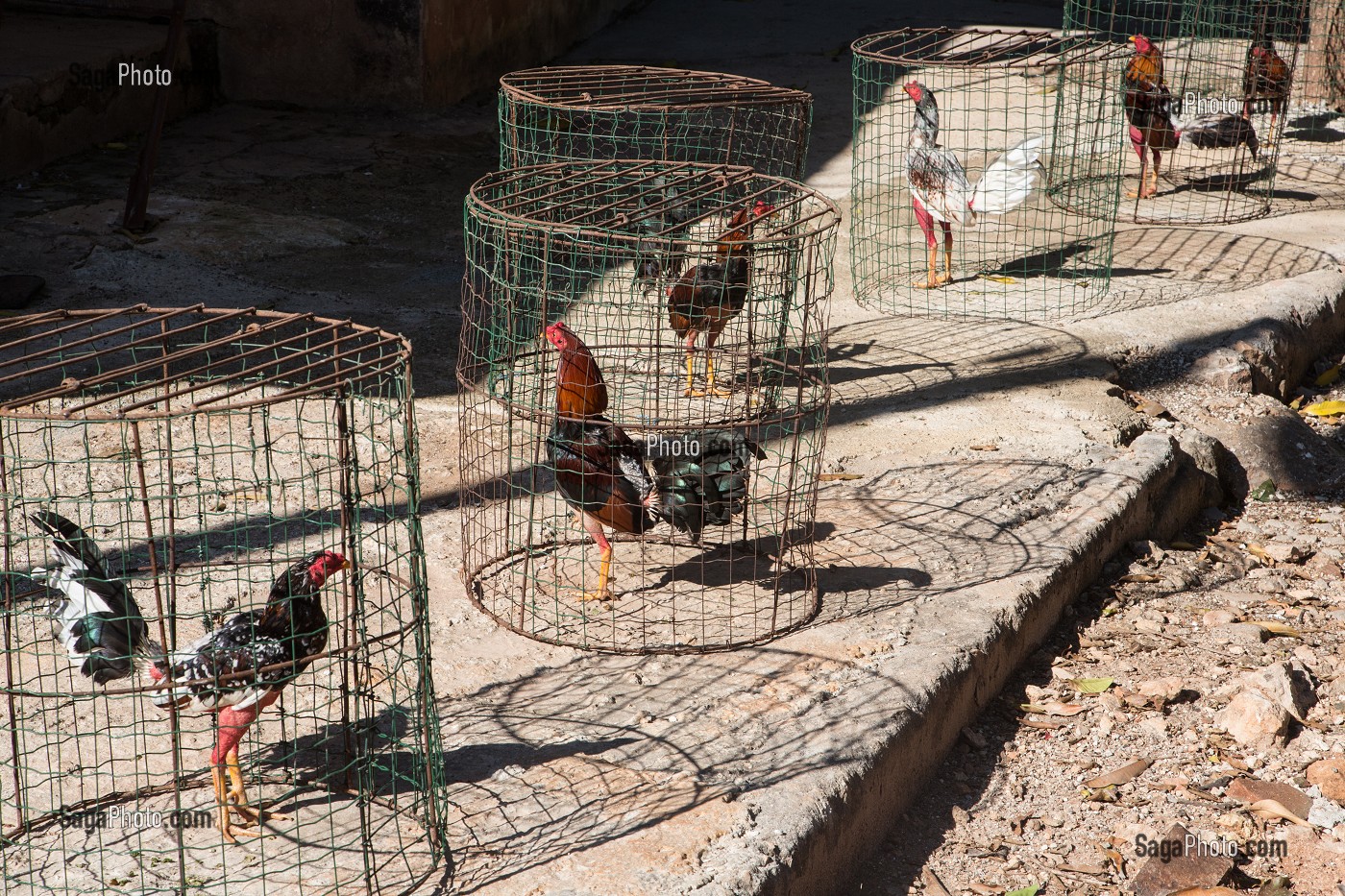COQS DE COMBAT DANS DES CAGES, CUBA, CARAIBES 