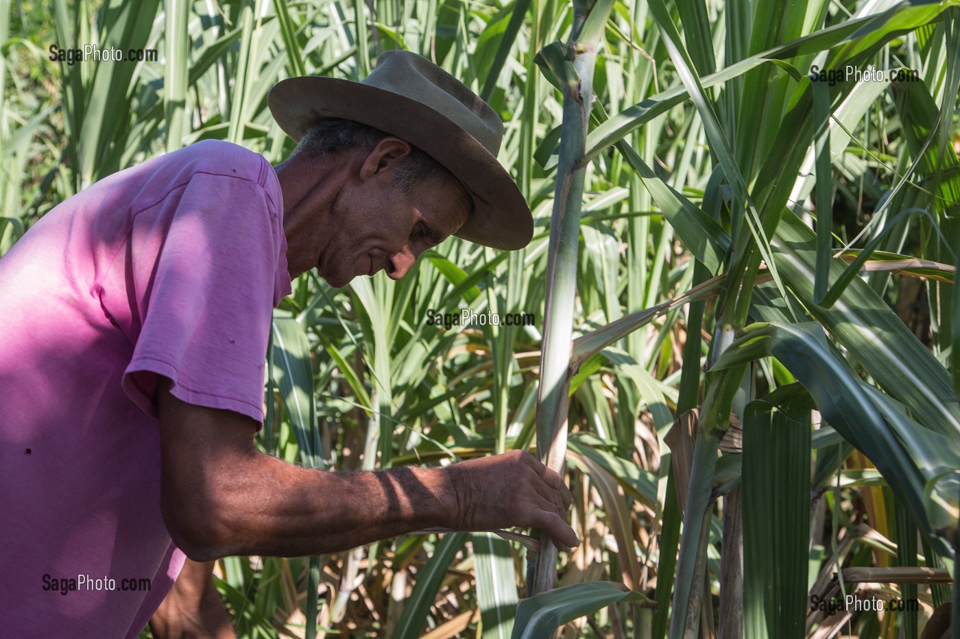 OUVRIER AGRICOLE DANS LA PLANTATION DE CANNE A SUCRE, CASA GUACHINANGO, ANCIENNE HACIENDA DU 18EME SIECLE, VALLEE DE LOS INGENIOS CLASSEE AU PATRIMOINE MONDIAL DE L’HUMANITE PAR L’UNESCO, CUBA, CARAIBES 