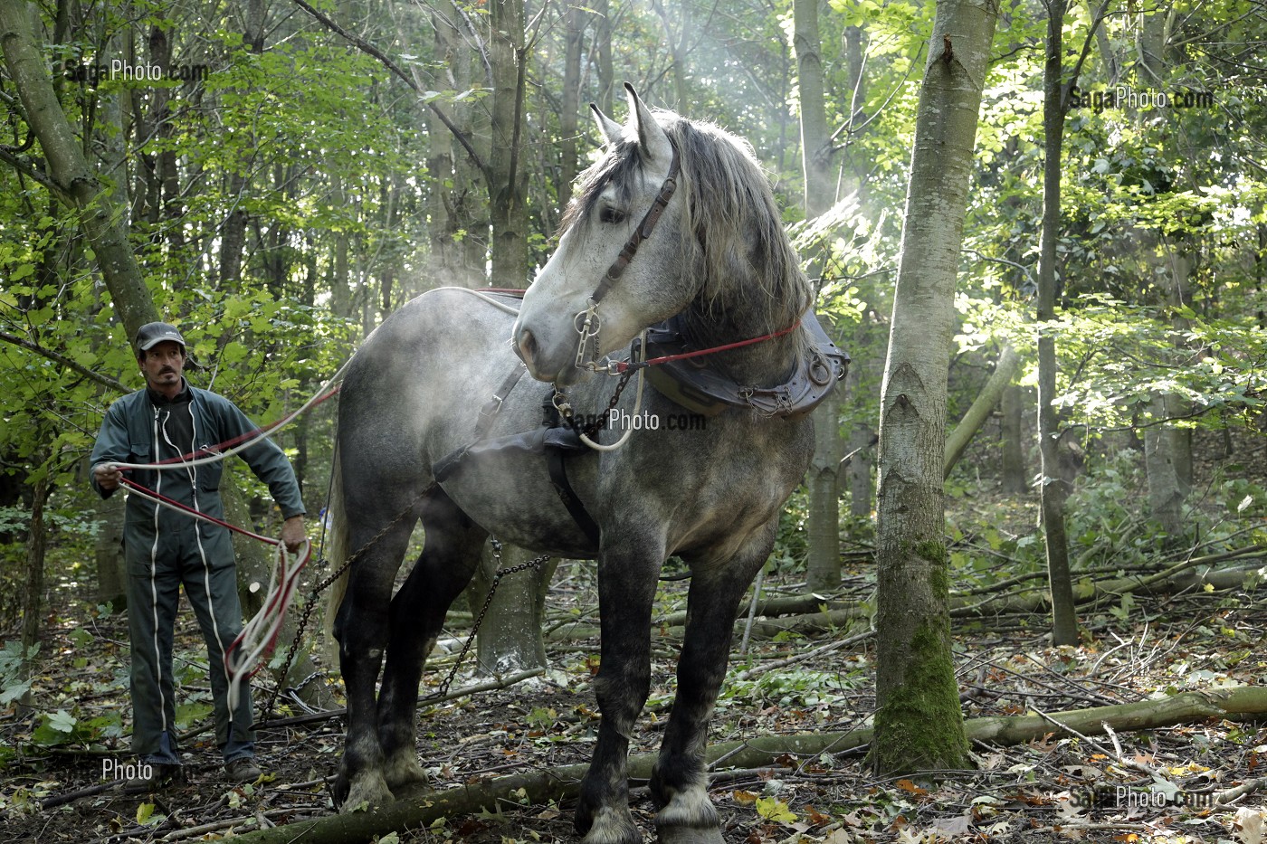 DEBARDAGE EN FORET AVEC UN CHEVAL PERCHERON, DOMAINE DU GRAND PRAINVILLE, SAINT-JEAN-PIERRE-FIXTE, EURE-ET-LOIR (28), FRANCE 