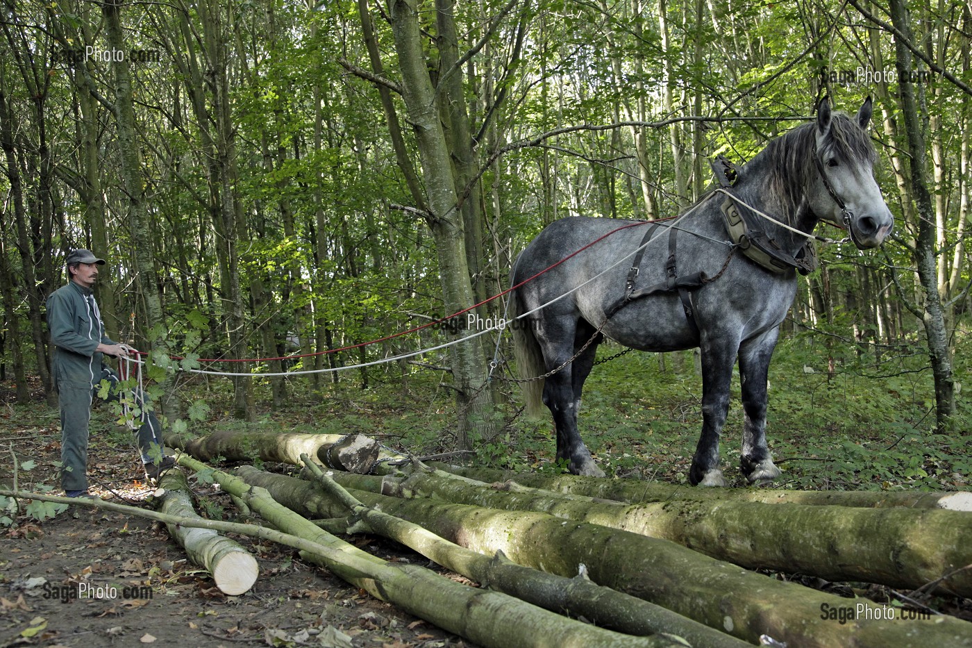 DEBARDAGE EN FORET AVEC UN CHEVAL PERCHERON, DOMAINE DU GRAND PRAINVILLE, SAINT-JEAN-PIERRE-FIXTE, EURE-ET-LOIR (28), FRANCE 