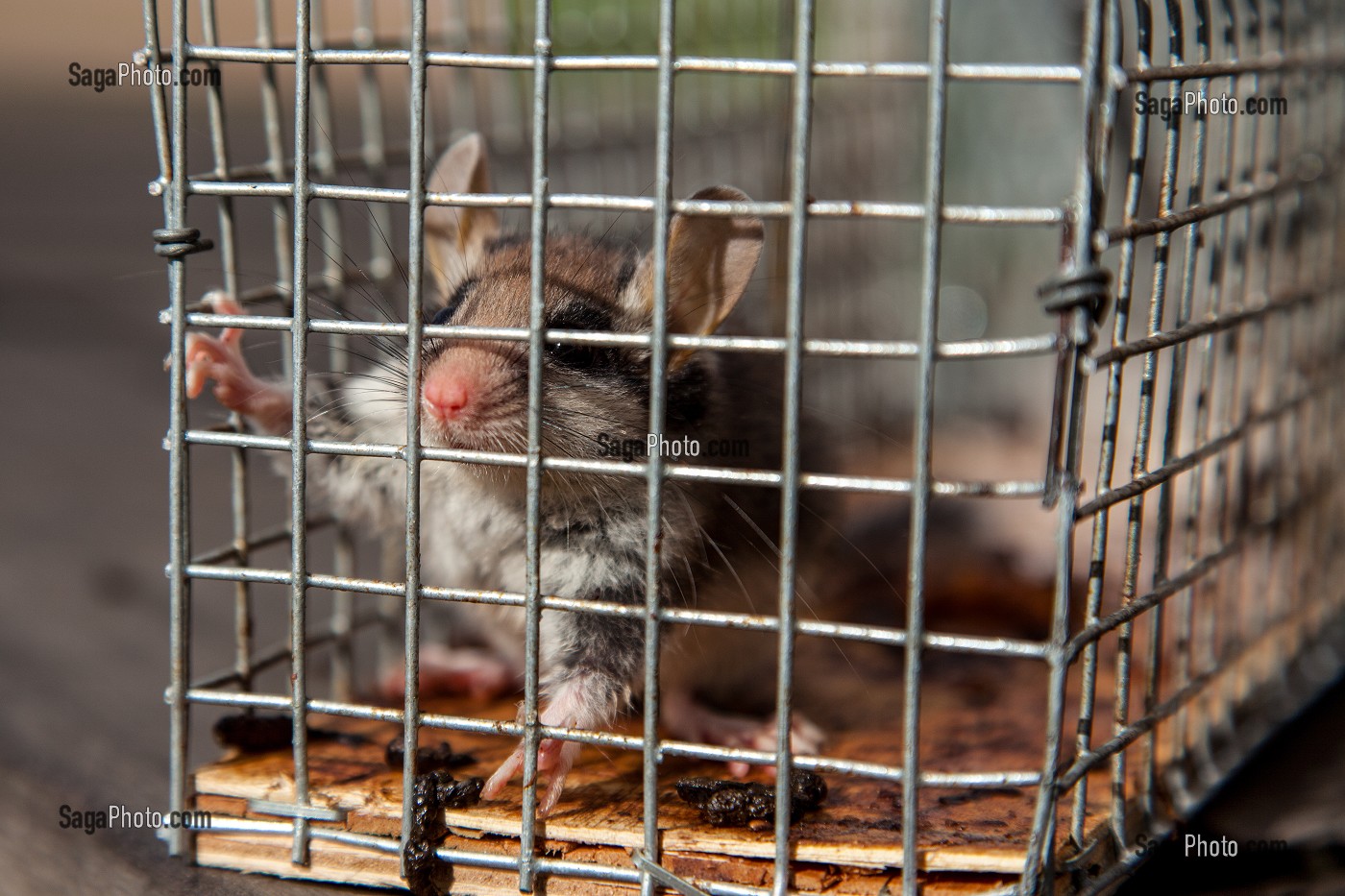 PETIT LOIR GRIS (GLI-GLI) PRIS DANS UN PIEGE A RONGEUR 