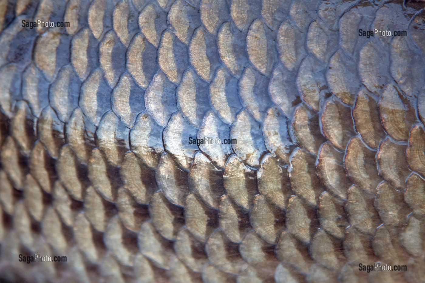 GROS PLAN SUR LES ECAILLES D'UNE CARPE COMMUNE, FRANCE 