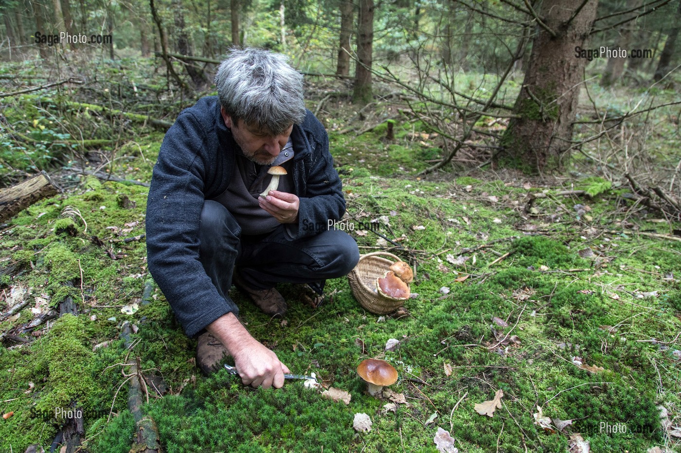 RAMASSAGE DES CEPES (CHAMPIGNONS) EN FORET DE CONCHES, RUGLES (27), FRANCE 