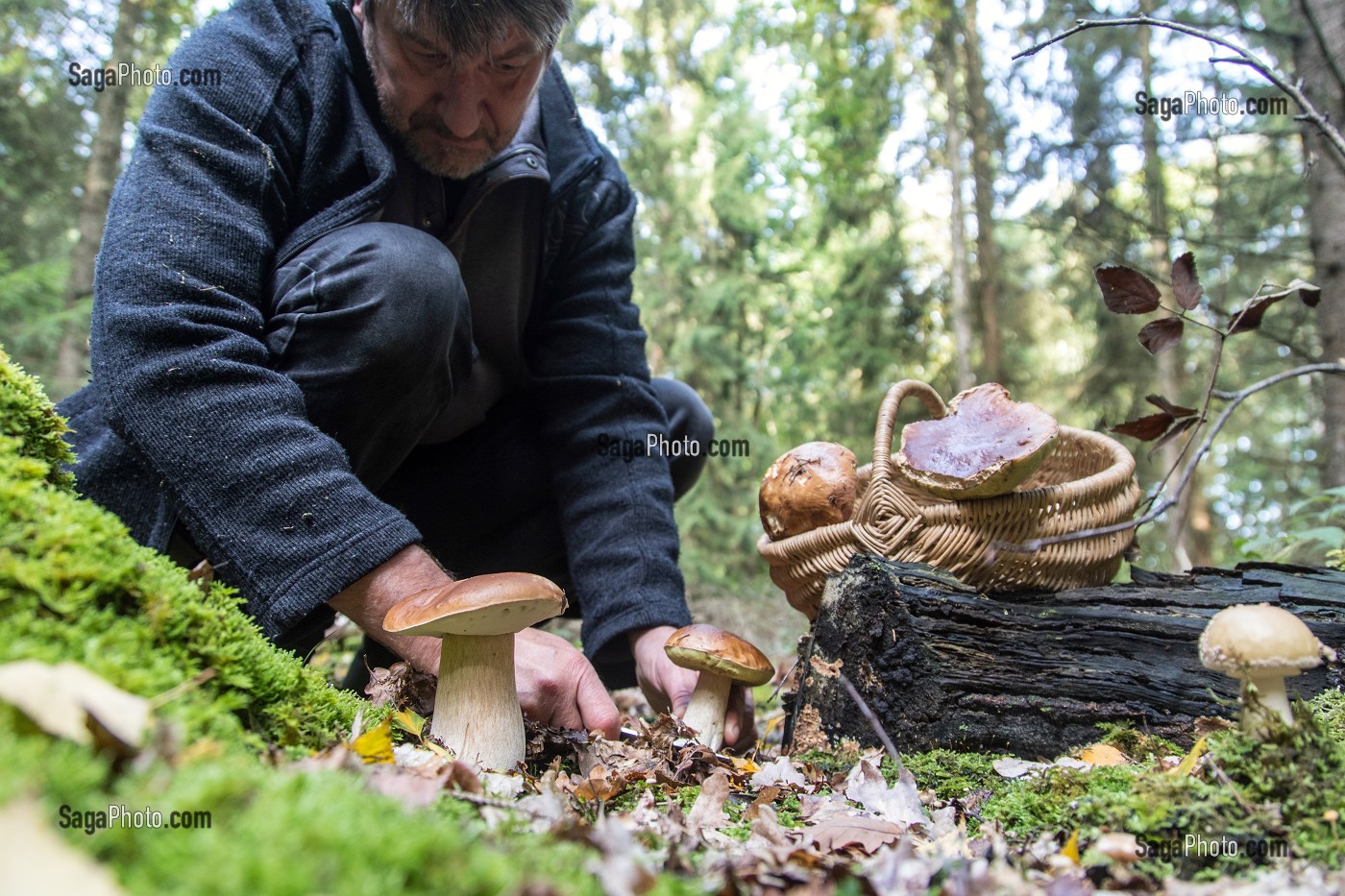 RAMASSAGE DES CEPES (CHAMPIGNONS) EN FORET DE CONCHES, RUGLES (27), FRANCE 