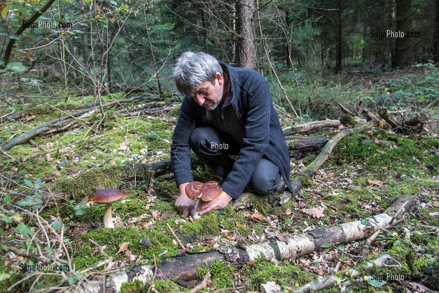 RAMASSAGE DES CEPES (CHAMPIGNONS) EN FORET DE CONCHES, RUGLES (27), FRANCE 