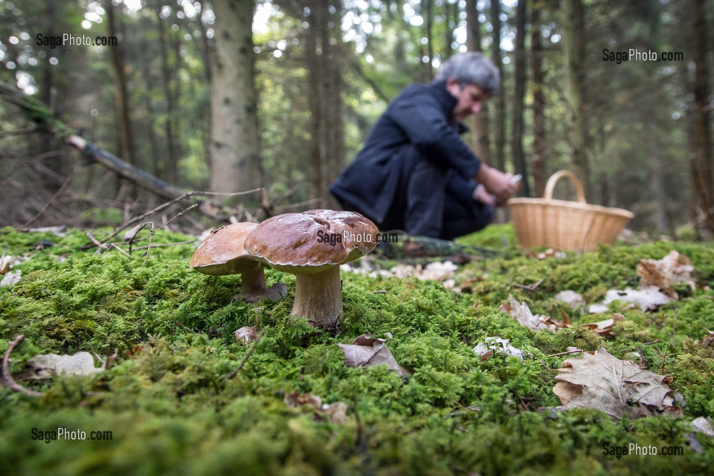 RAMASSAGE DES CEPES (CHAMPIGNONS) EN FORET DE CONCHES, RUGLES (27), FRANCE 