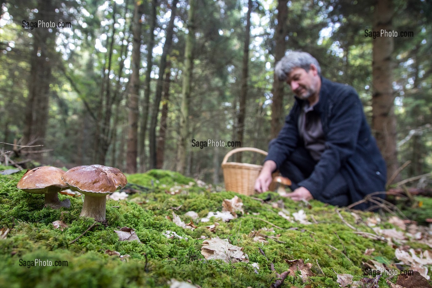 RAMASSAGE DES CEPES (CHAMPIGNONS) EN FORET DE CONCHES, RUGLES (27), FRANCE 