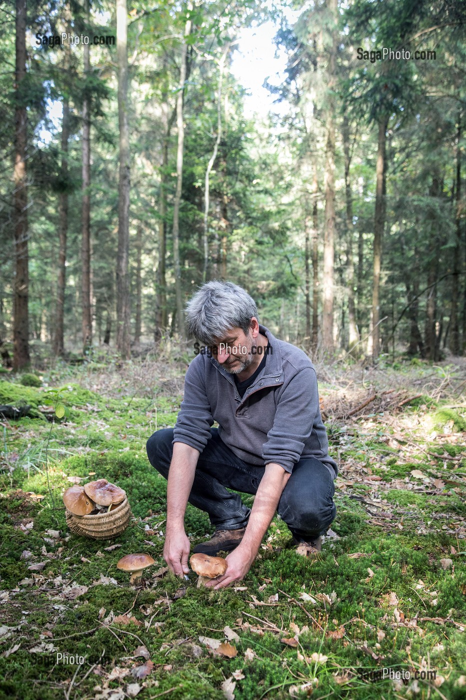 RAMASSAGE DES CEPES (CHAMPIGNONS) EN FORET DE CONCHES, RUGLES (27), FRANCE 