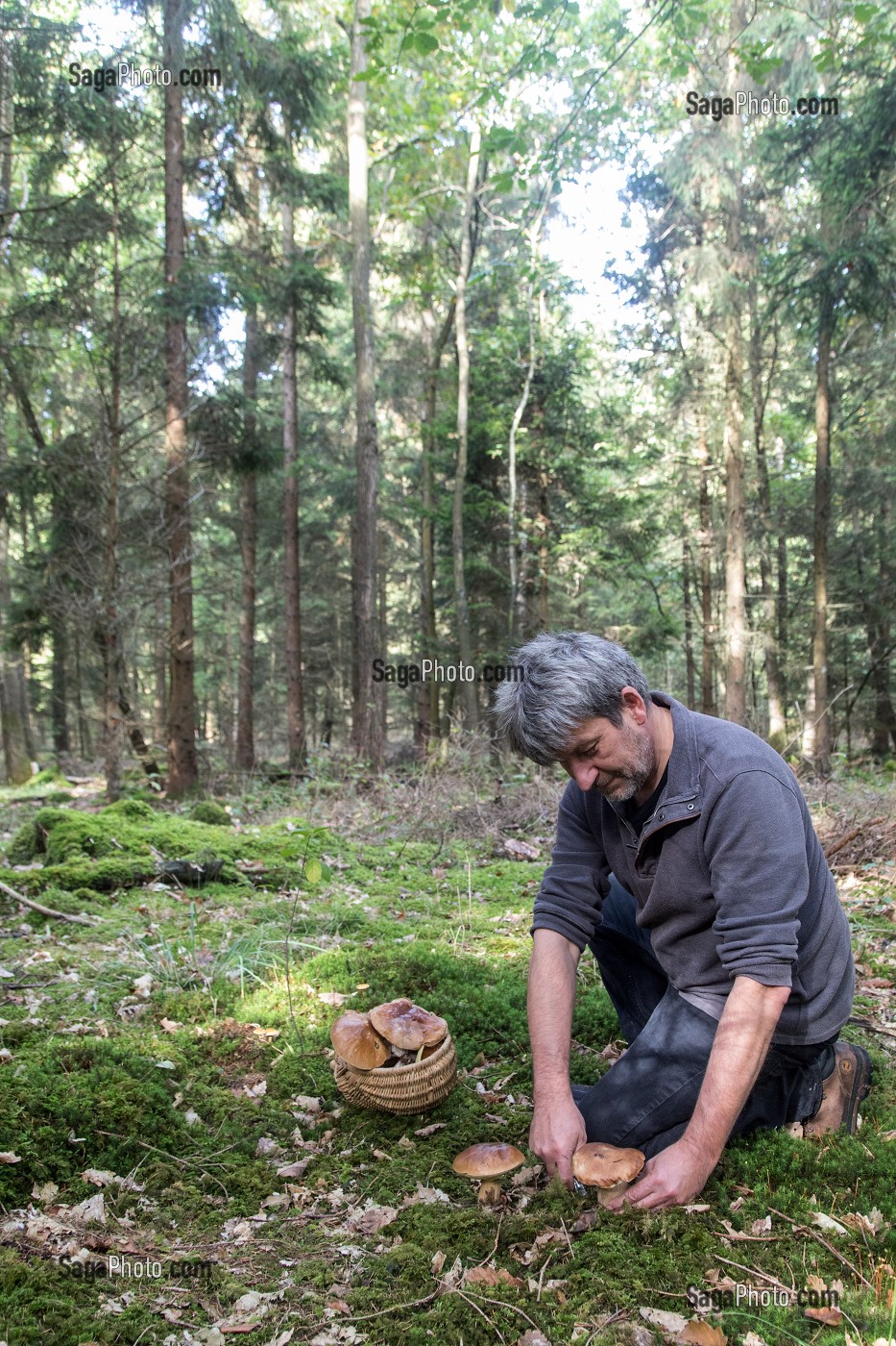 RAMASSAGE DES CEPES (CHAMPIGNONS) EN FORET DE CONCHES, RUGLES (27), FRANCE 