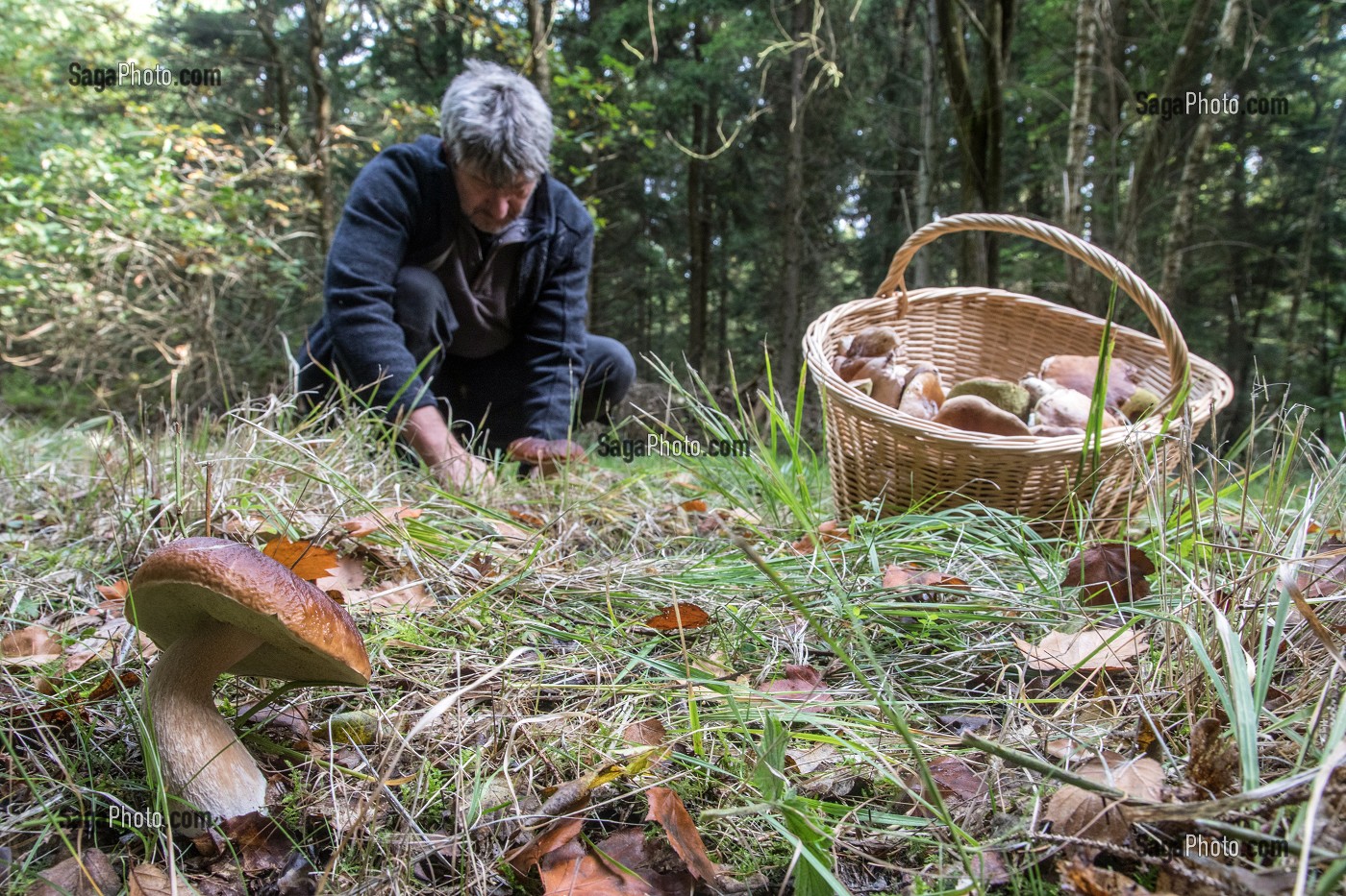 RAMASSAGE DES CEPES (CHAMPIGNONS) EN FORET DE CONCHES, RUGLES (27), FRANCE 