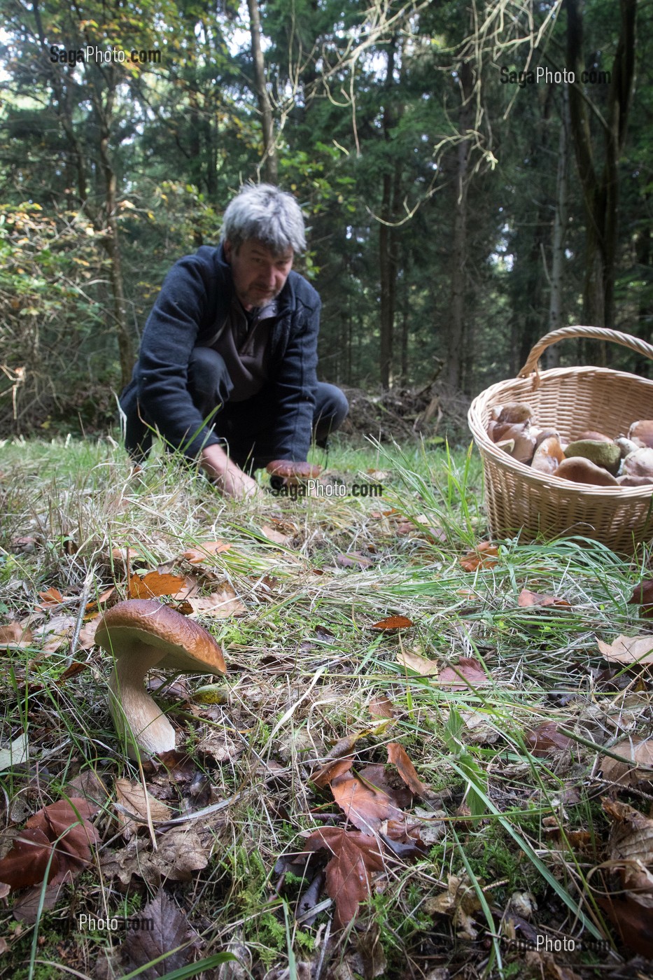 RAMASSAGE DES CEPES (CHAMPIGNONS) EN FORET DE CONCHES, RUGLES (27), FRANCE 