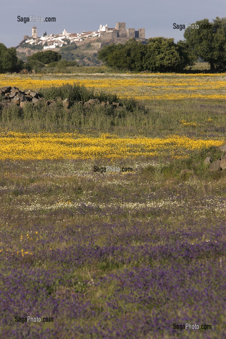 CHAMPS DE FLEURS, PORTUGAL 