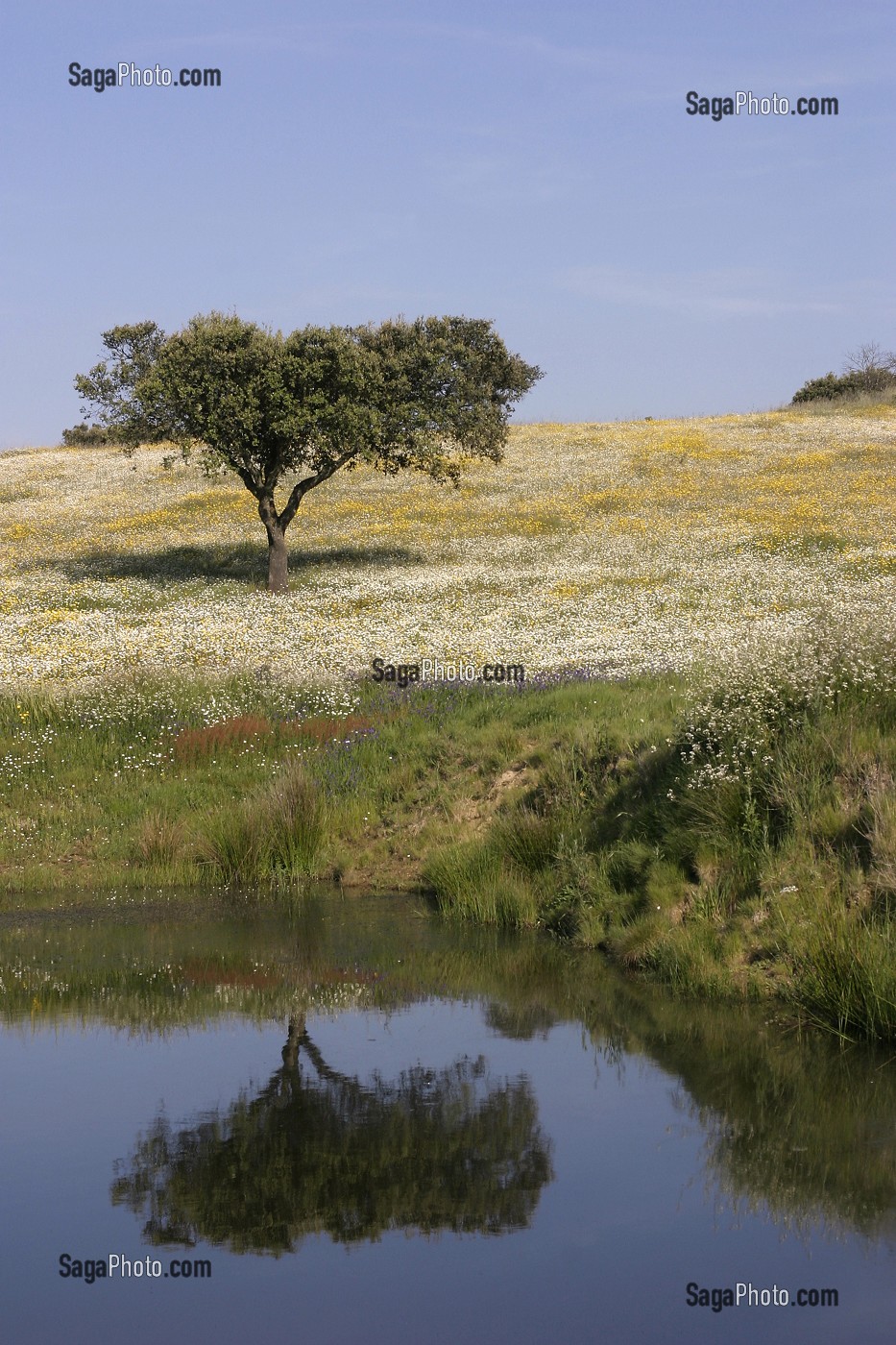 CHAMPS DE FLEURS PRES DE MONSARAZ, ALENTEJO, PORTUGAL 