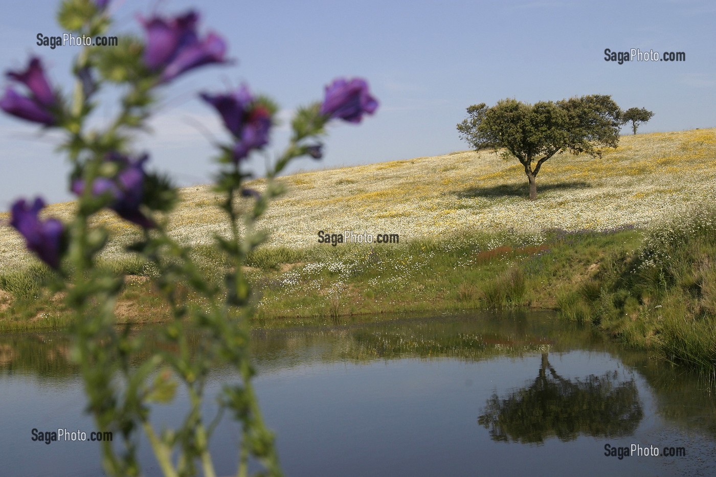 CHAMPS DE FLEURS PRES DE MONSARAZ, ALENTEJO, PORTUGAL 