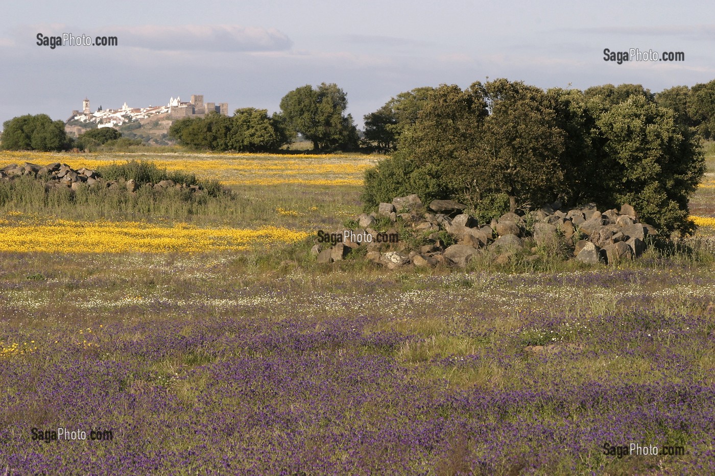 CHAMPS DE FLEURS PRES DE MONSARAZ, ALENTEJO, PORTUGAL 