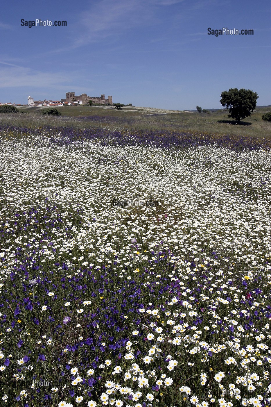 CHAMPS DE FLEURS DEVANT LE VILLAGE DE TERENA, ALENTEJO, PORTUGAL 