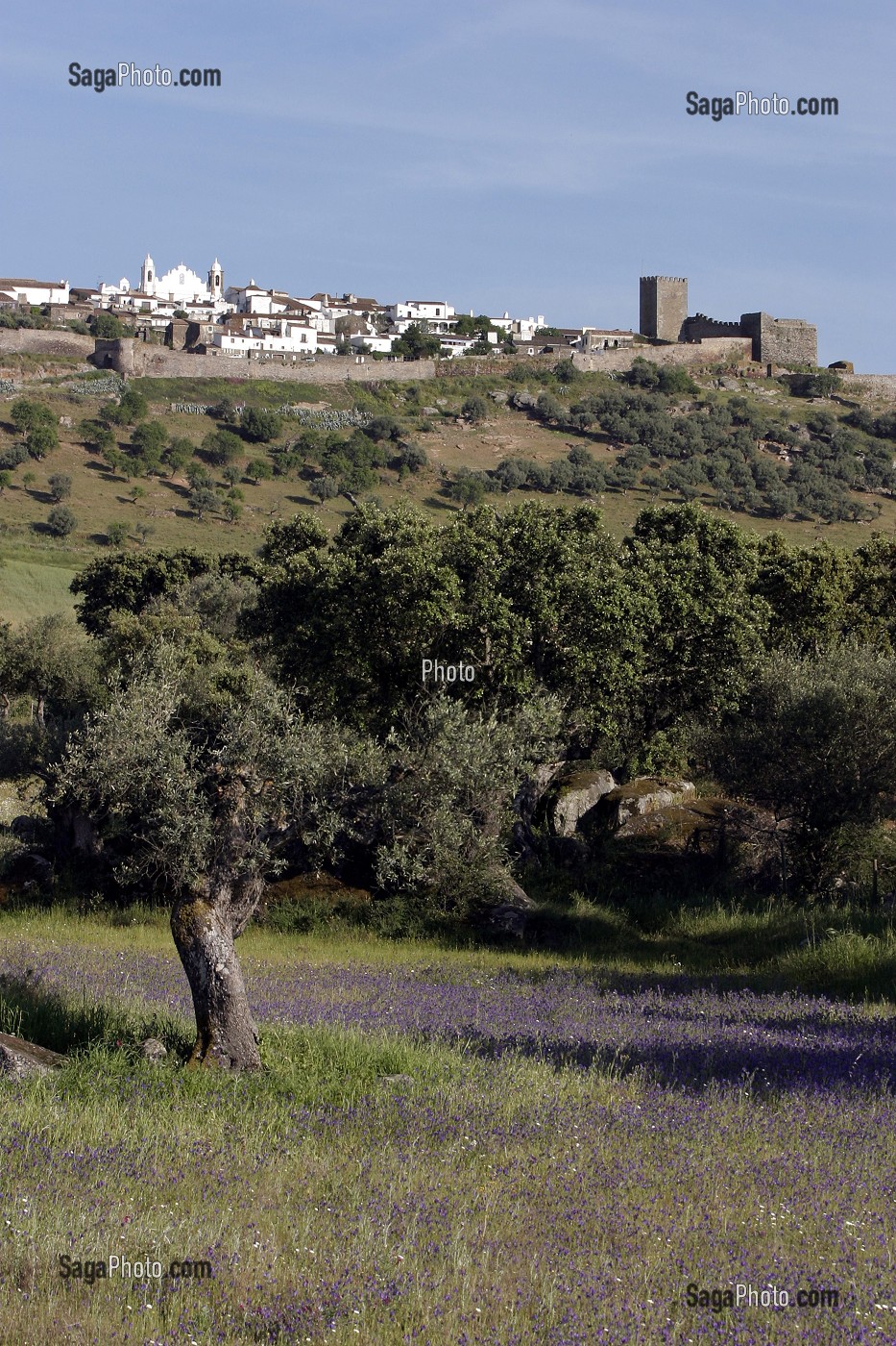 CHAMPS DE FLEURS PRES DE MONSARAZ, ALENTEJO, PORTUGAL 