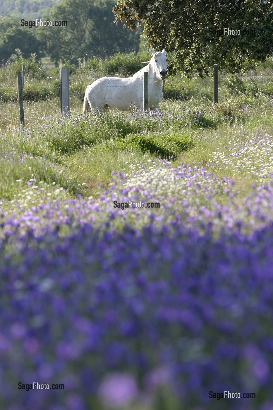 CHEVAL LISUTANIEN ET CHAMPS DE FLEURS PRES DE MONSARAZ, ALENTEJO, PORTUGAL 