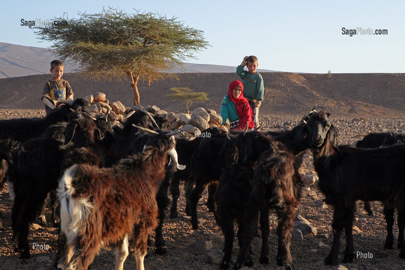 ENFANTS NOMADES GARDANT UN TROUPEAU DE CHEVRE, MAROC, MAGHREB, AFRIQUE 