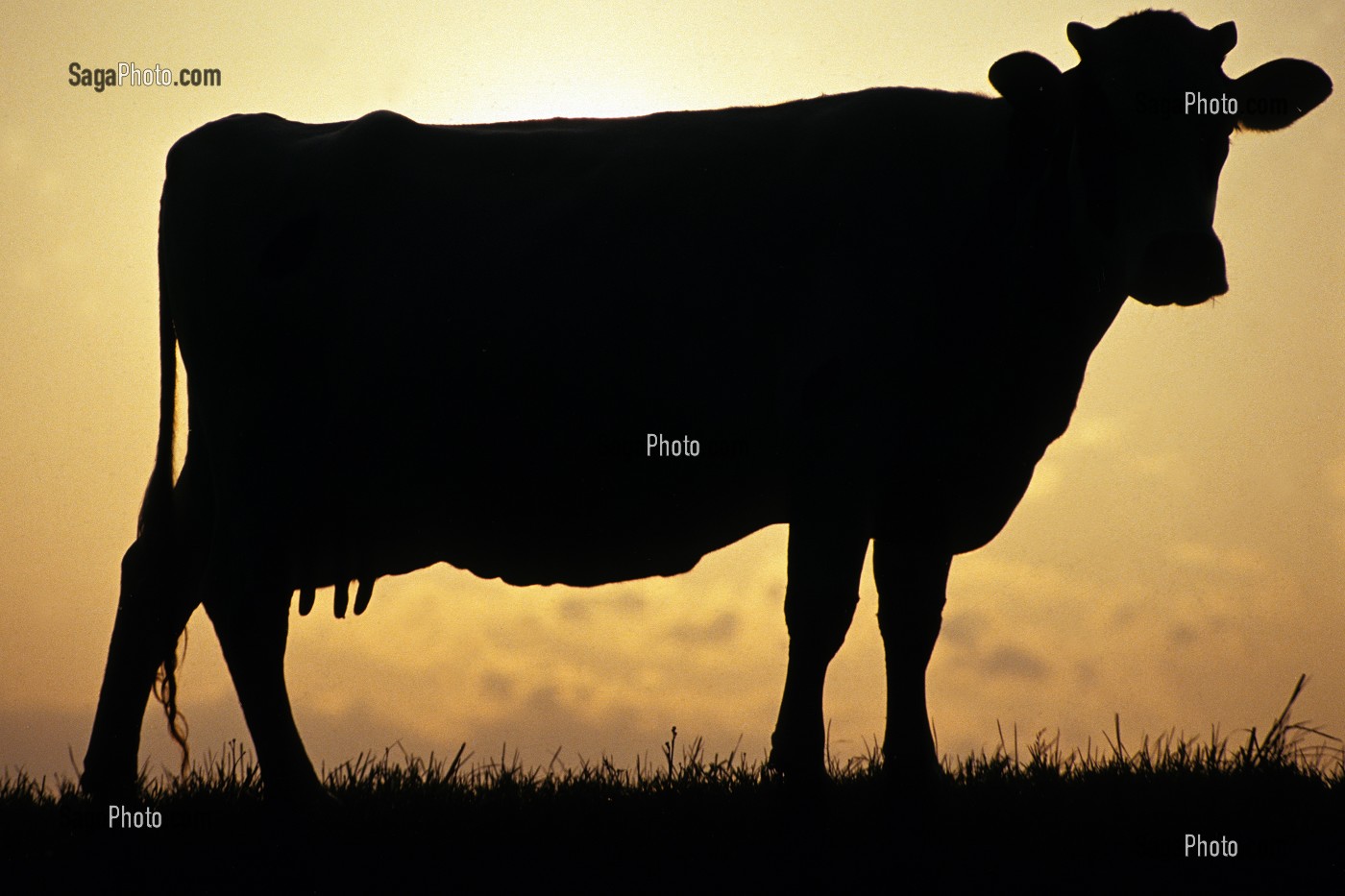 VACHE A CONTRE-JOUR 