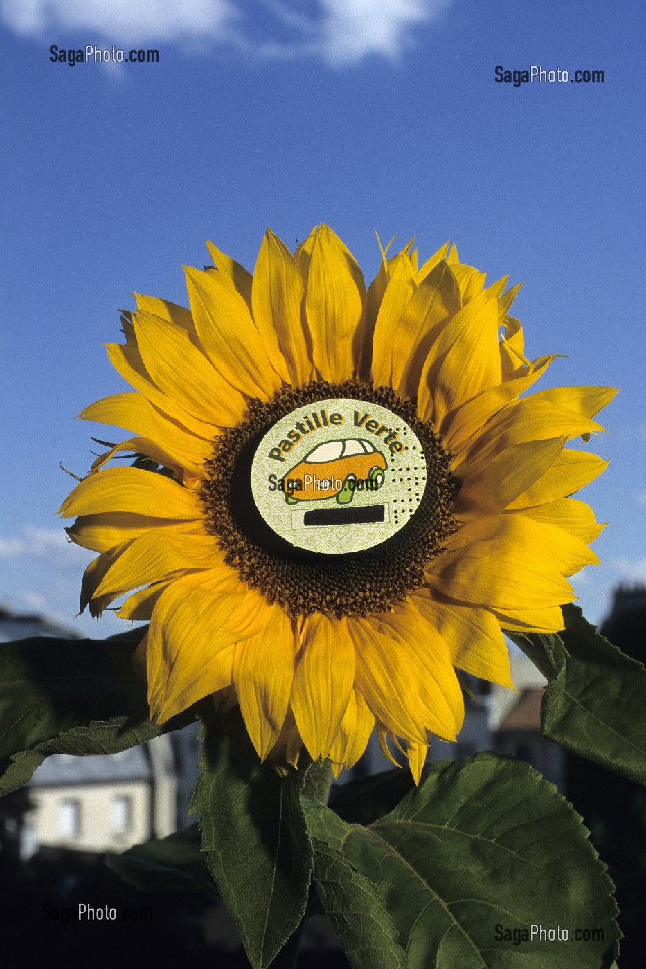 ILLUSTRATION DE LA PASTILLE VERTE AU COEUR D'UNE FLEUR DE TOURNESOL 