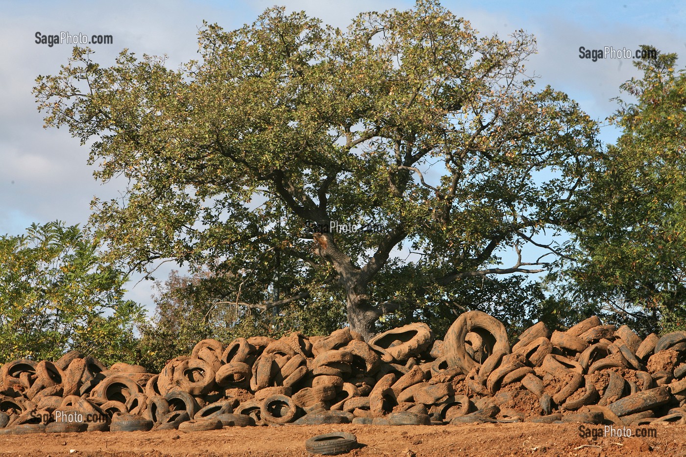 ARBRE DANS UNE DECHARGE SAUVAGE DE PNEUS A CIEL OUVERT 