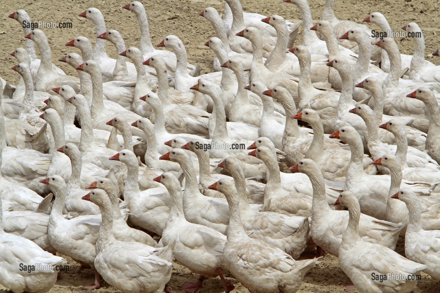 PUY DU FOU, PARC DE LOISIRS, VENDEE, FRANCE 