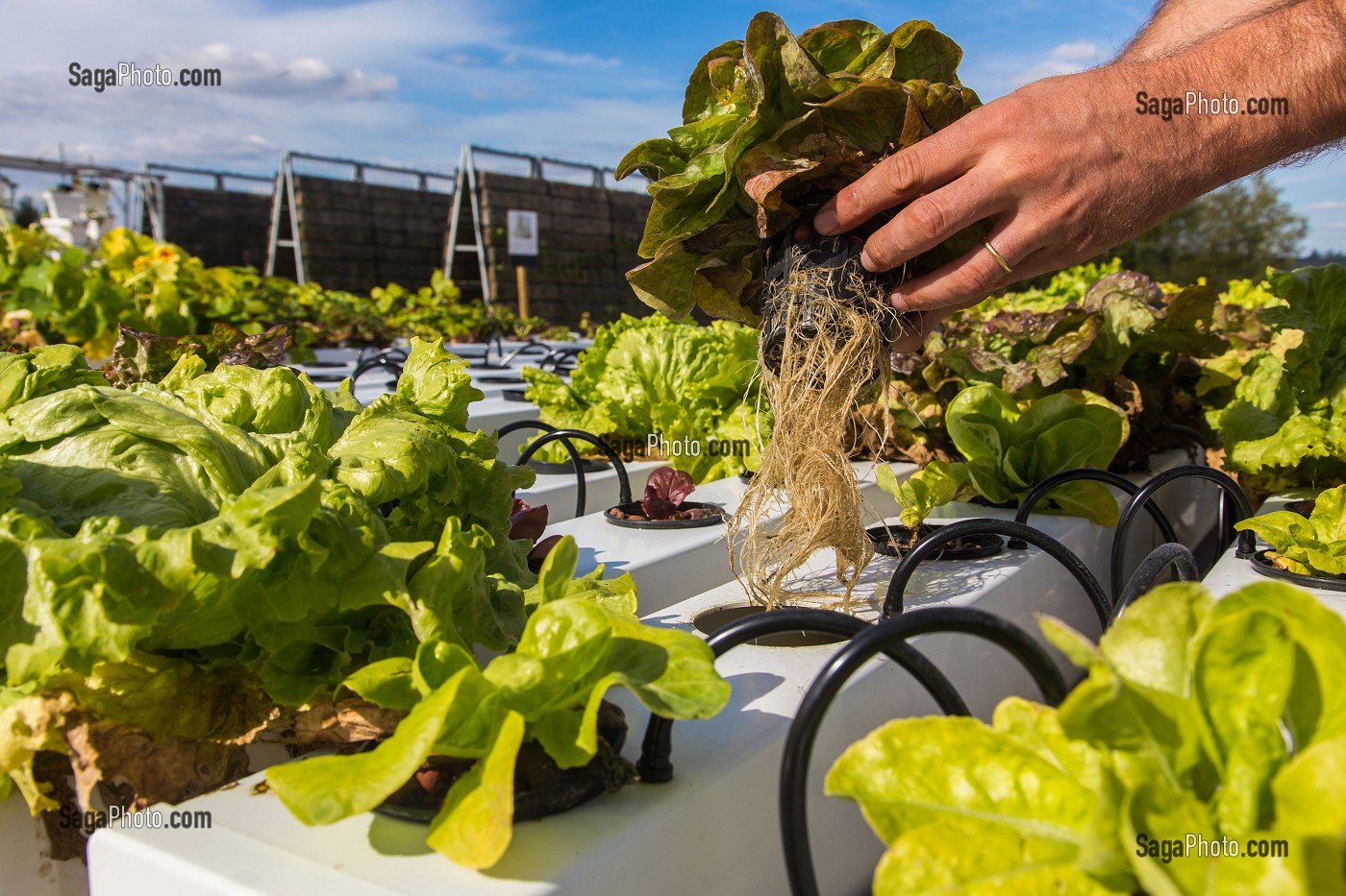 DEMONSTRATEUR D'AGRICULTURE URBAINE, SAINT-CYR L'ECOLE (78) YVELINES, ILE-DE-FRANCE, FRANCE 