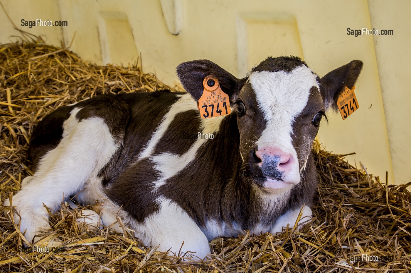 FERME DE VILTAIN, JOUY EN JOSAS, (78) YVELINES, ILE DE FRANCE, FRANCE 