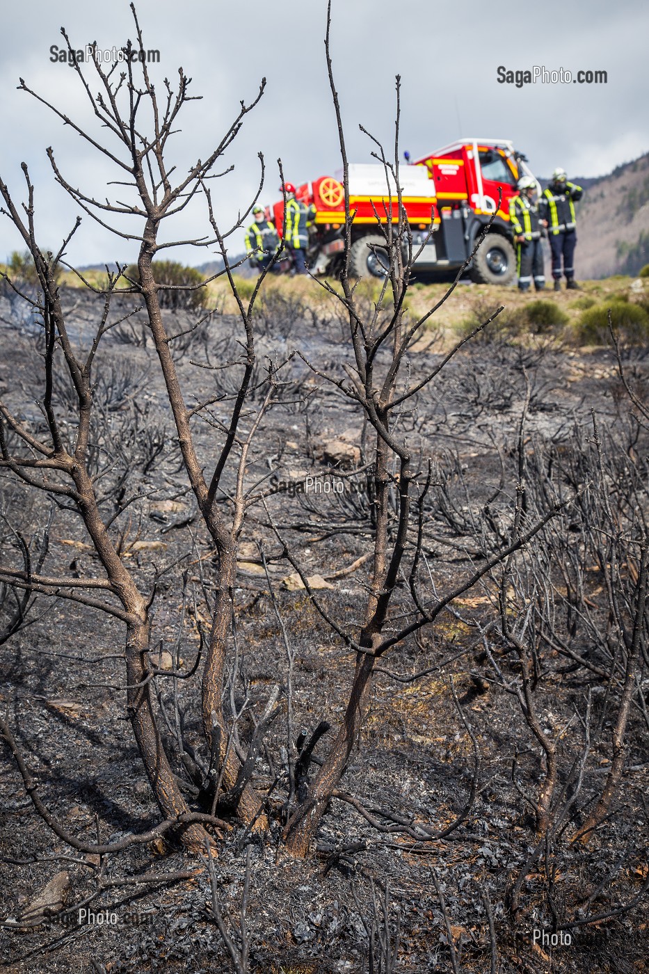 FEU DE FORET 