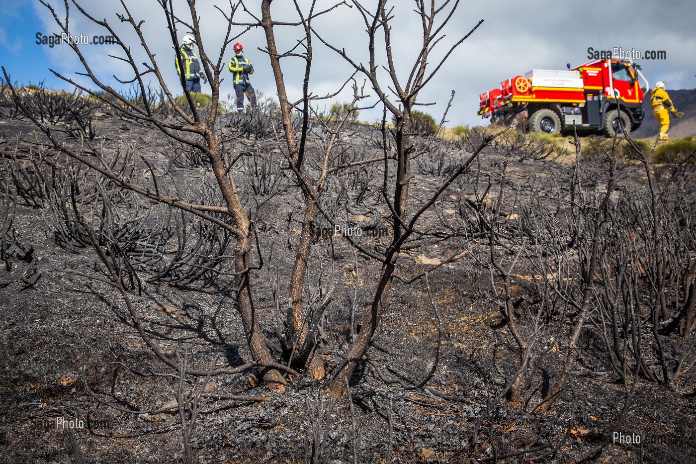 FEU DE FORET 