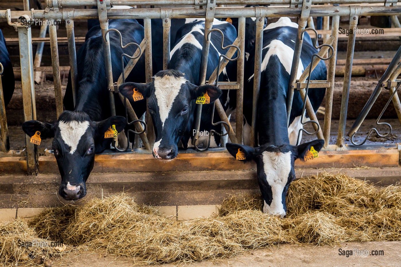 LA FERME DE VILTAIN, JOUY EN JOSAS, (78) YVELINES, ILE-DE-FRANCE, FRANCE 