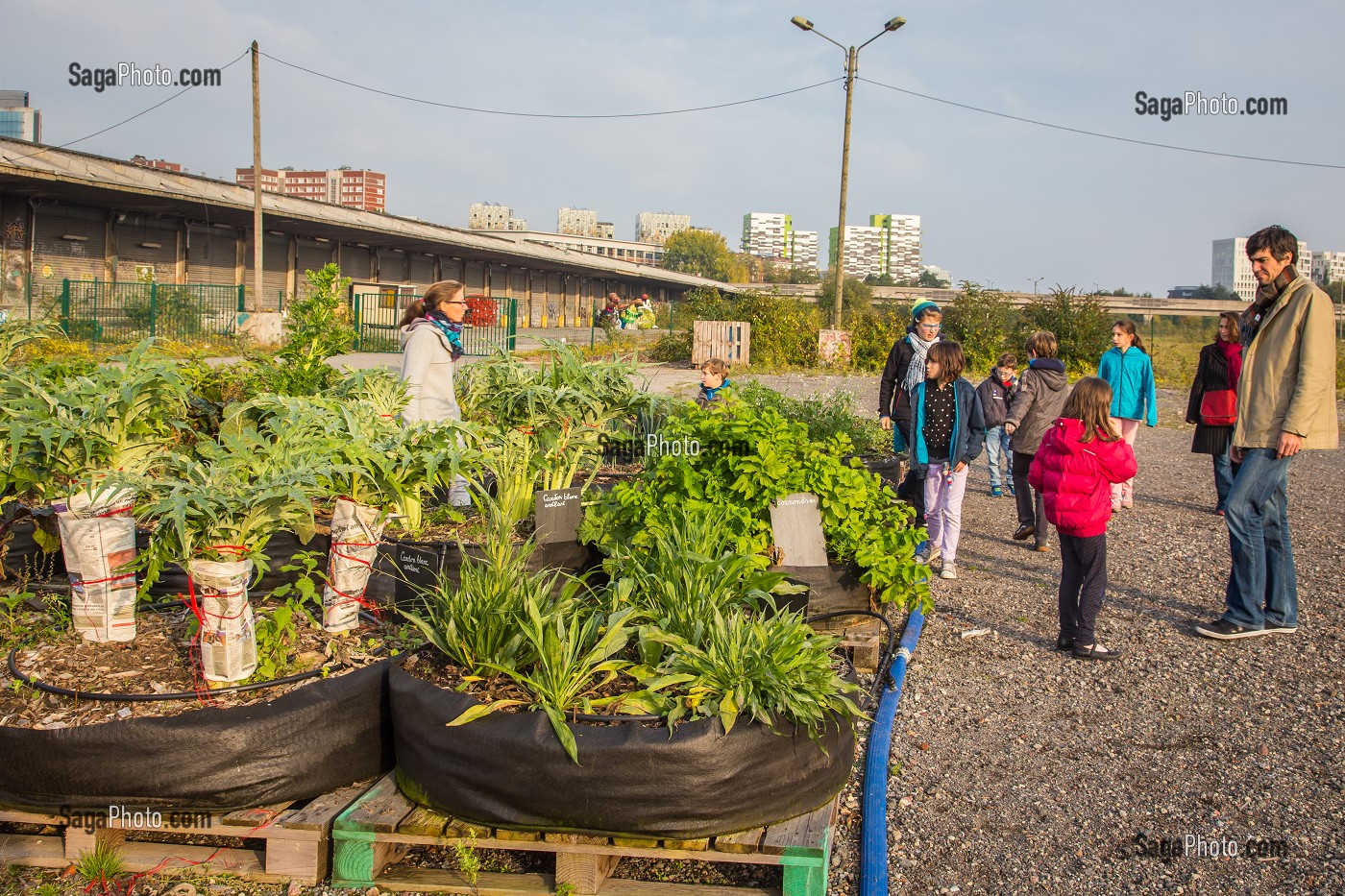 FERME URBAINE, LILLE, (59) NORD, NORD PAS DE CALAIS, FRANCE 